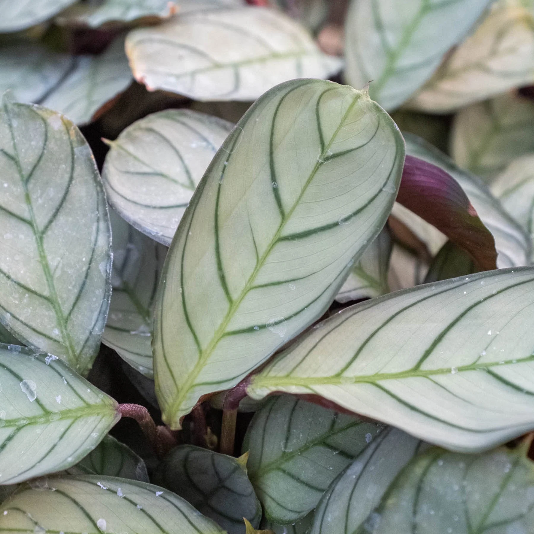 Ctenanthe burle-marxii 'Amagris' - Image 2