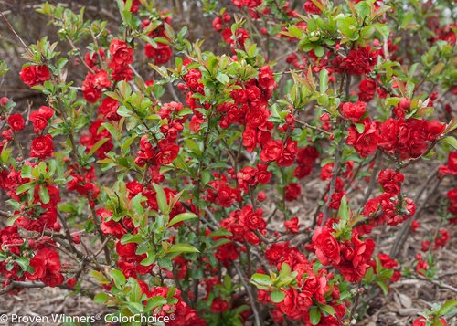 Double Take Scarlet™ Quince - Image 3