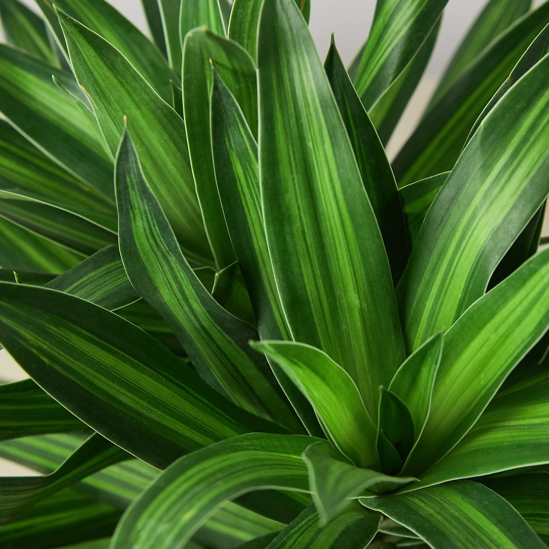 Dracaena 'Song of Jamaica' - Image 2