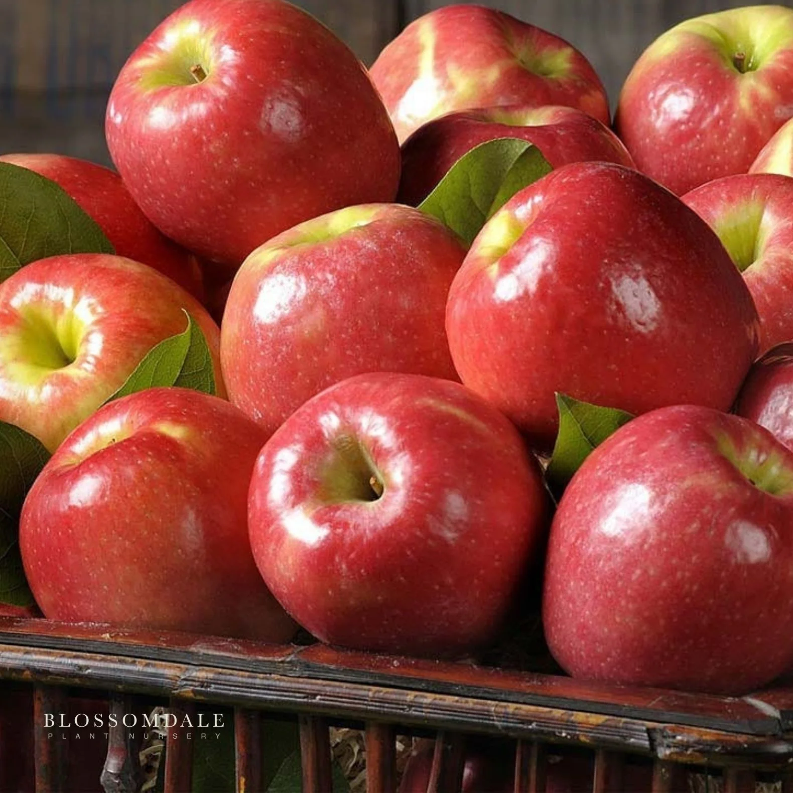 Dwarf Pink Lady Apple Tree - Image 2