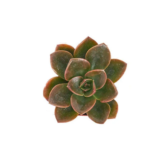 Echeveria Melaco - Image 2
