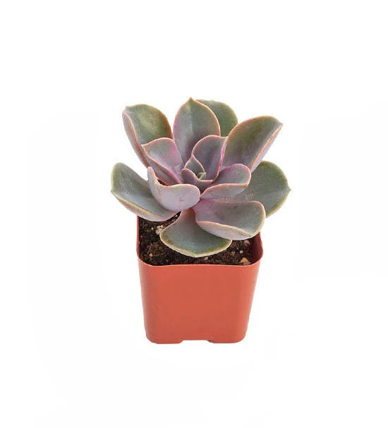 Echeveria Perle Von Nurnberg - Image 3