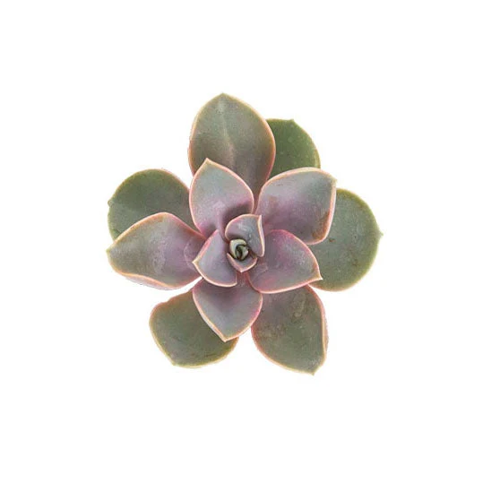Echeveria Perle Von Nurnberg - Image 4
