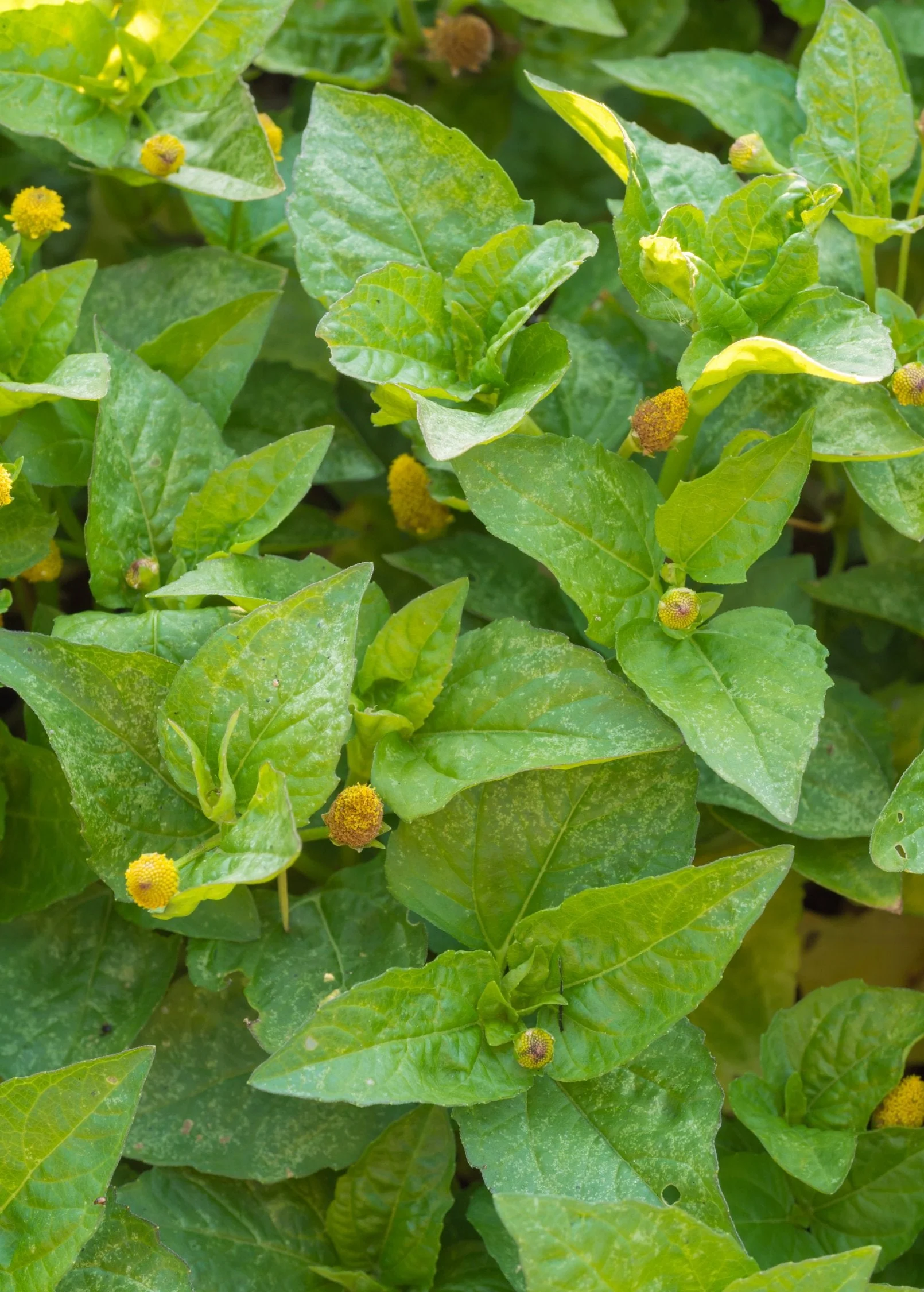 Electric Daisy Toothache Plant (Spilanthes acmella) - Image 3