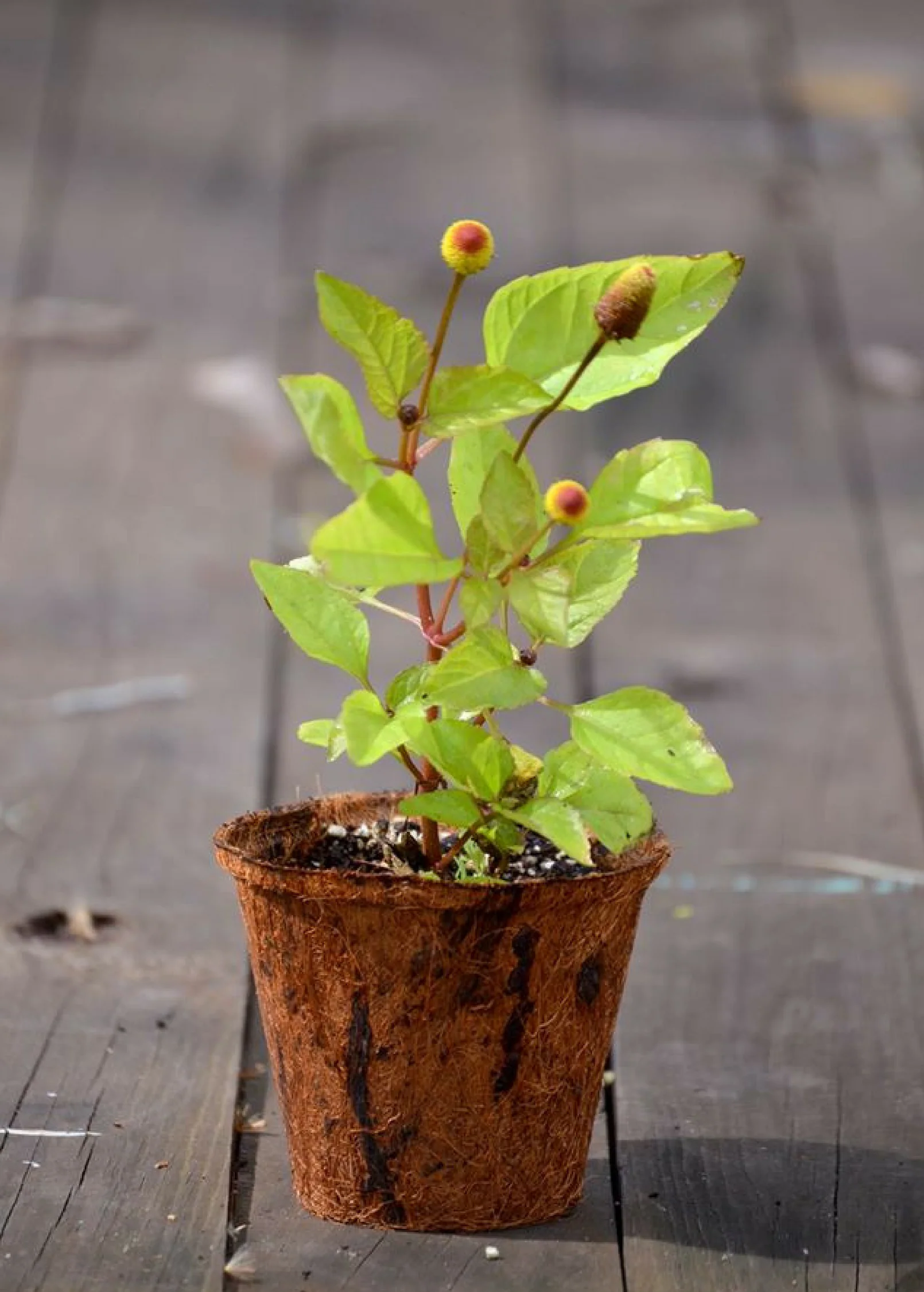 Electric Daisy Toothache Plant (Spilanthes acmella) - Image 4