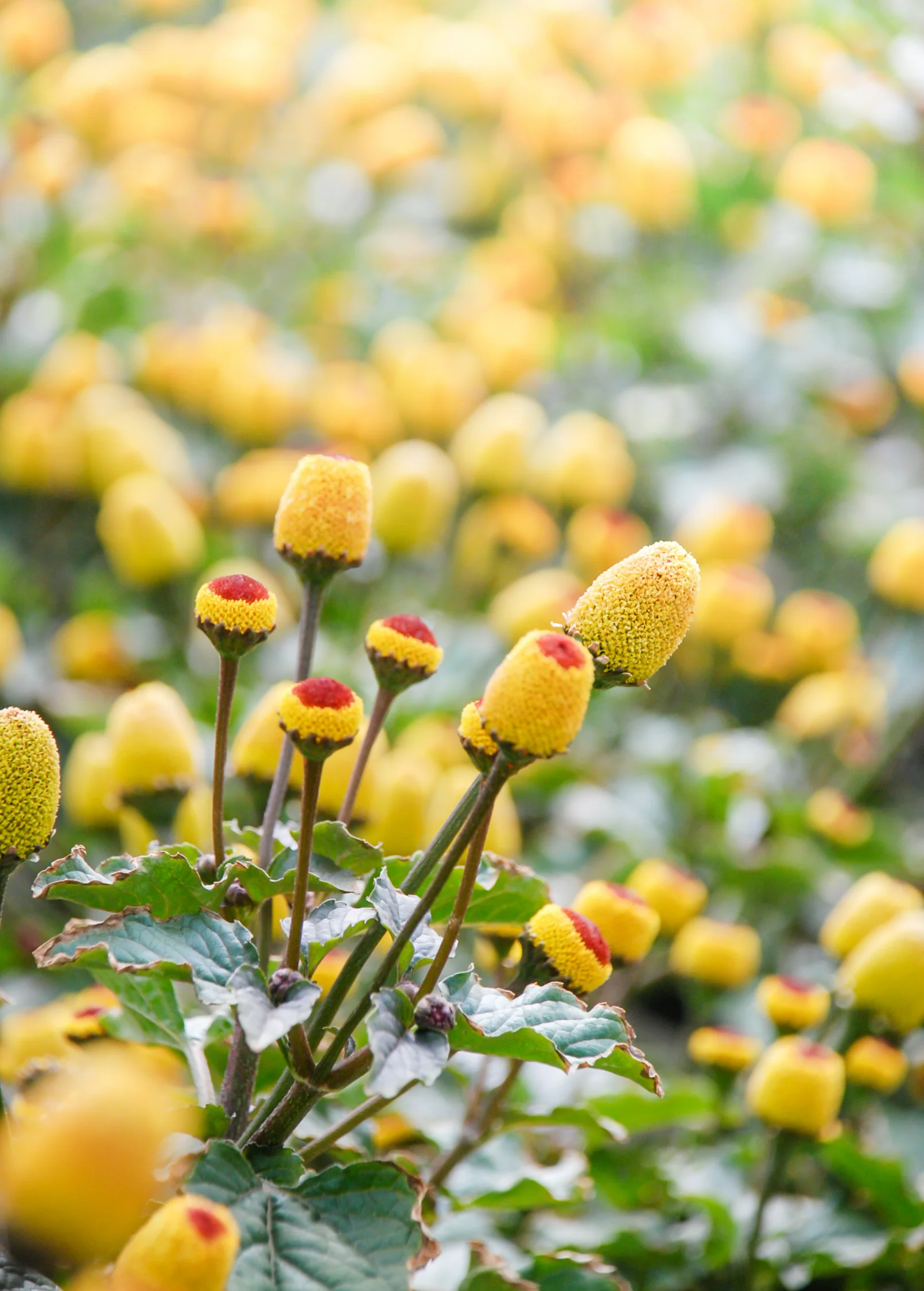 Electric Daisy Toothache Plant (Spilanthes acmella) - Image 5