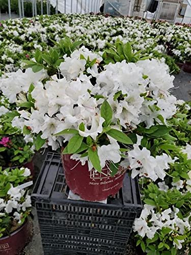 Encore® Autumn Lily® Reblooming Azalea - Image 2