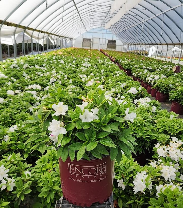 Encore® Autumn Lily® Reblooming Azalea - Image 5