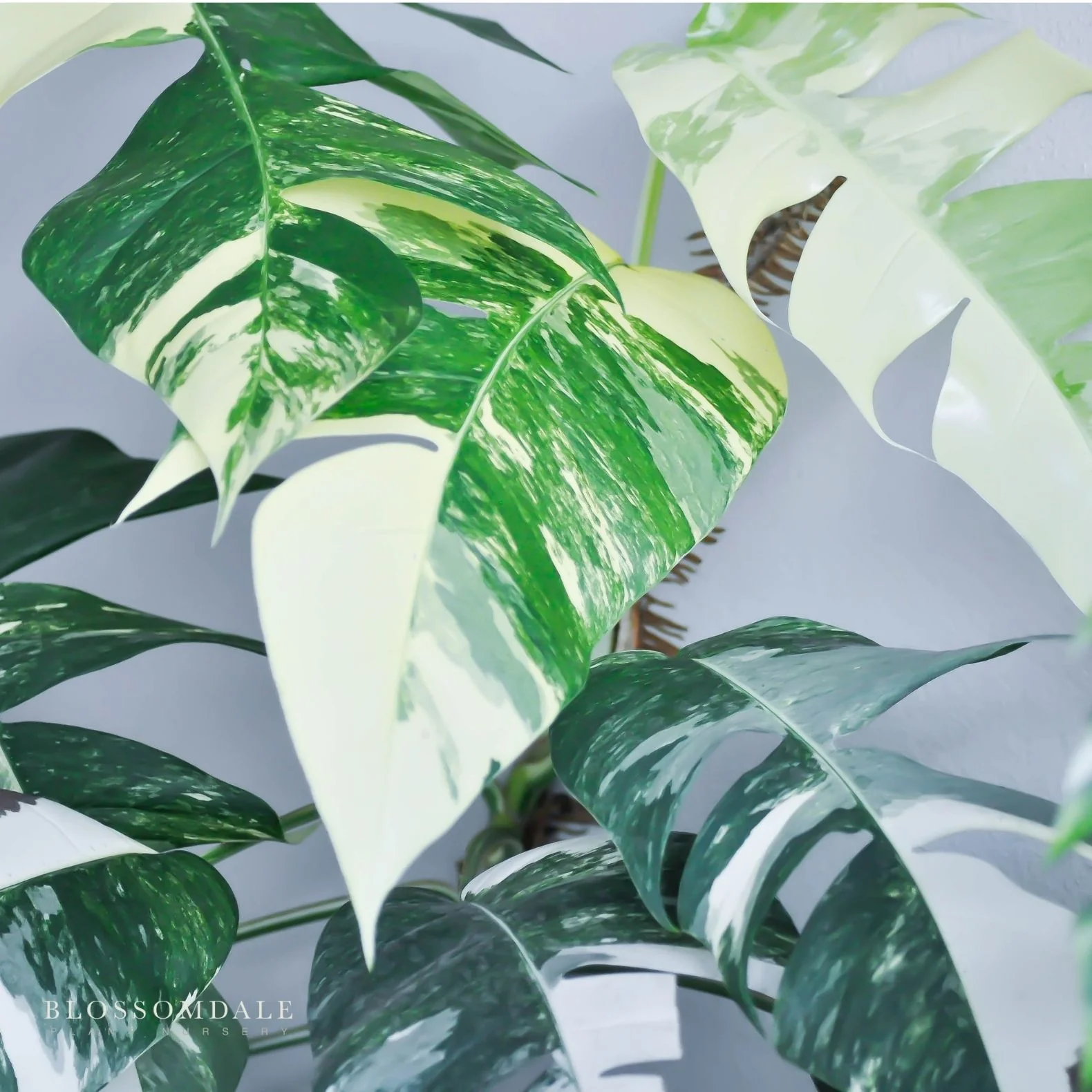 Epipremnum Albo Variegated - Image 3