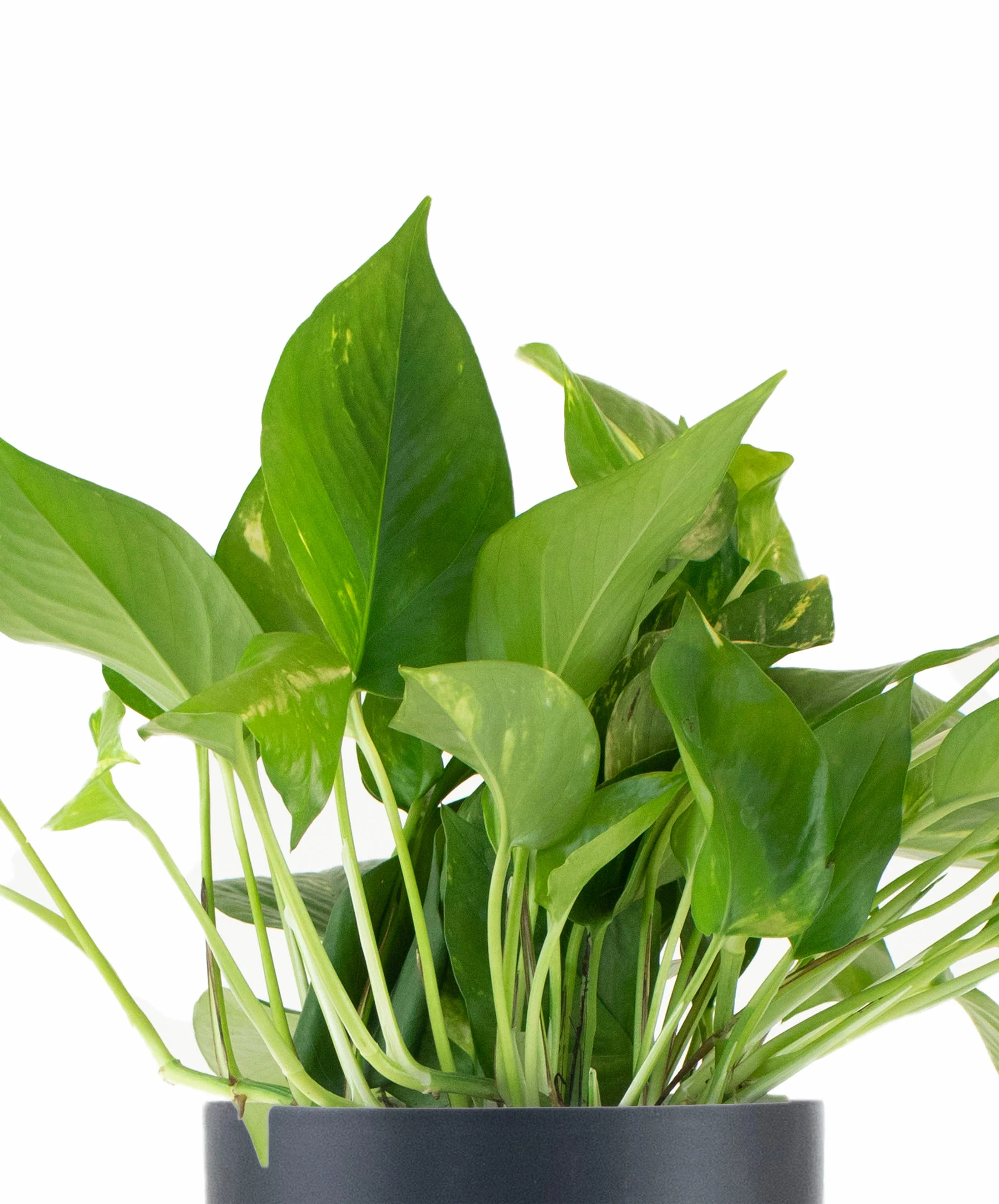 Epipremnum aureum 'Pothos' in Black Ceramic Cylinder Planter - Image 2