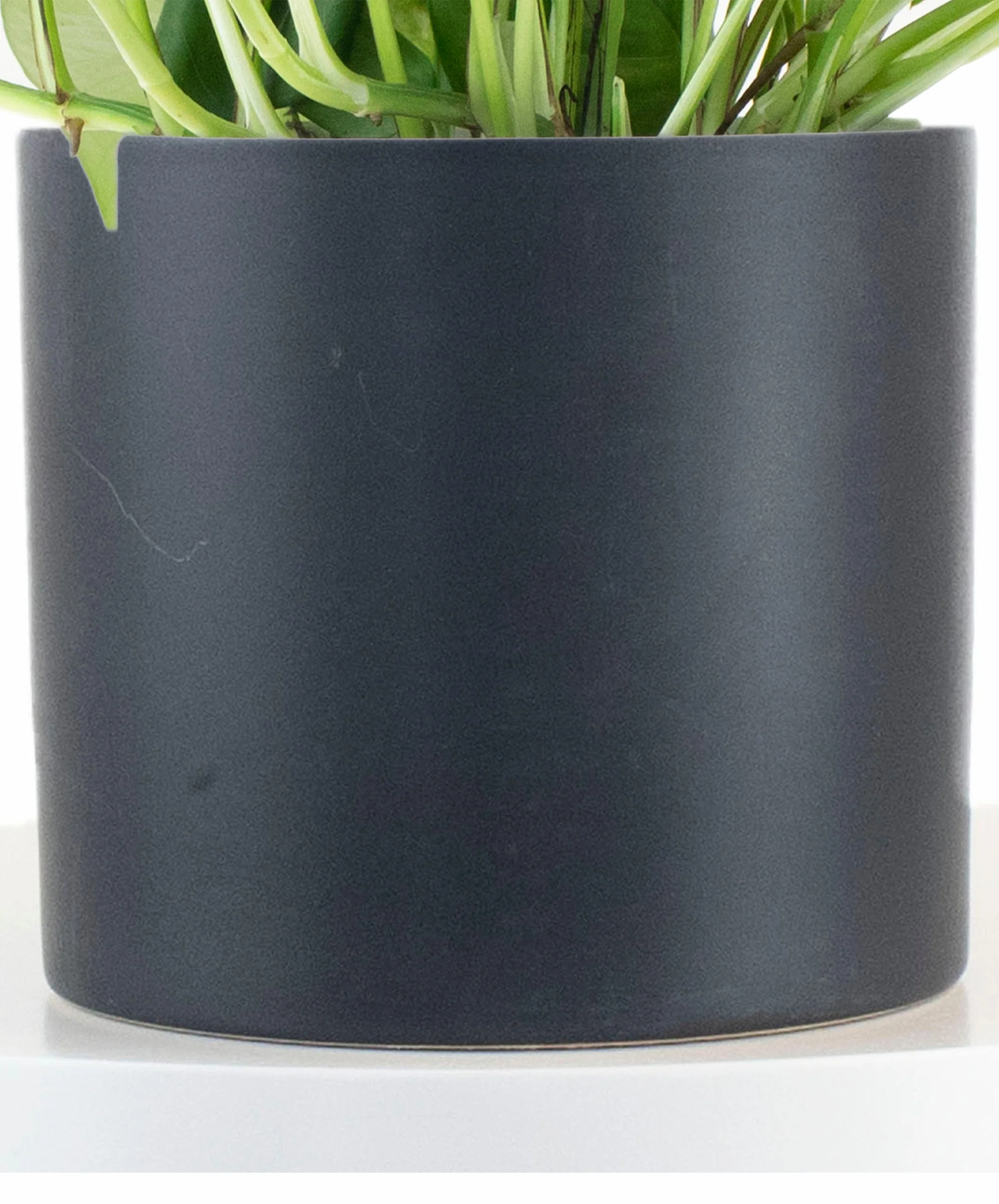 Epipremnum aureum 'Pothos' in Black Ceramic Cylinder Planter - Image 3