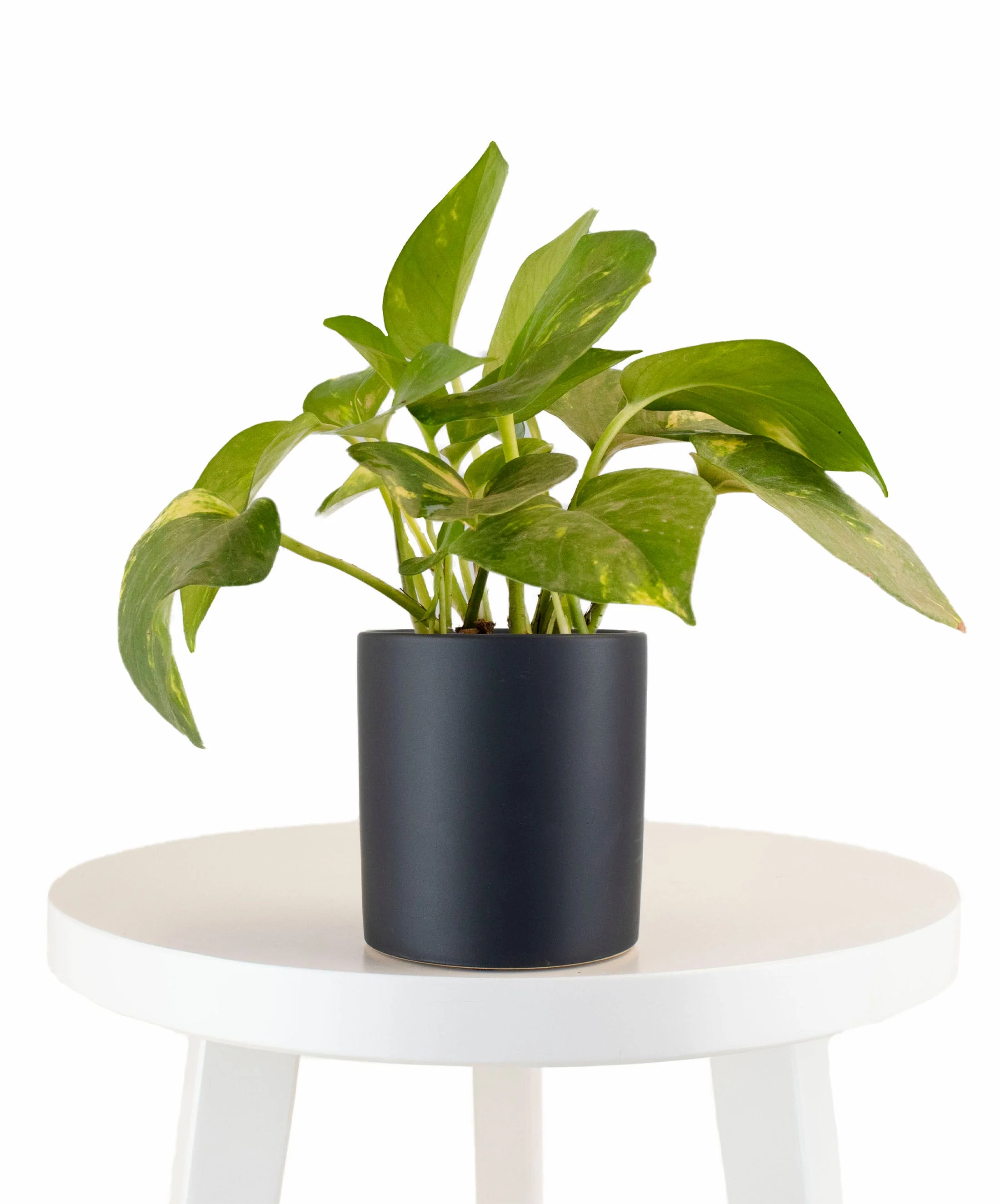 Epipremnum aureum 'Pothos' in Black Ceramic Cylinder Planter - Image 4