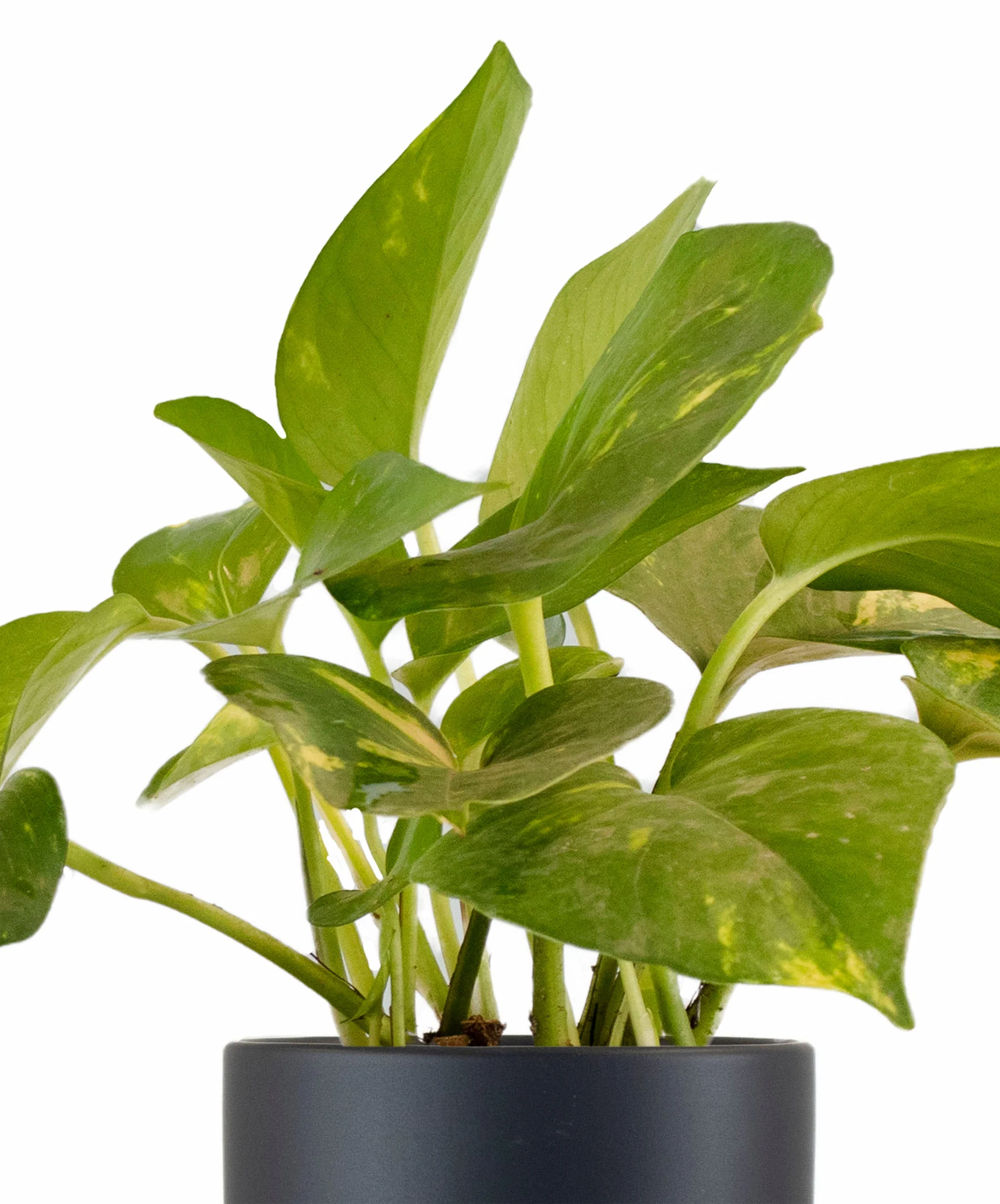 Epipremnum aureum 'Pothos' in Black Ceramic Cylinder Planter - Image 5