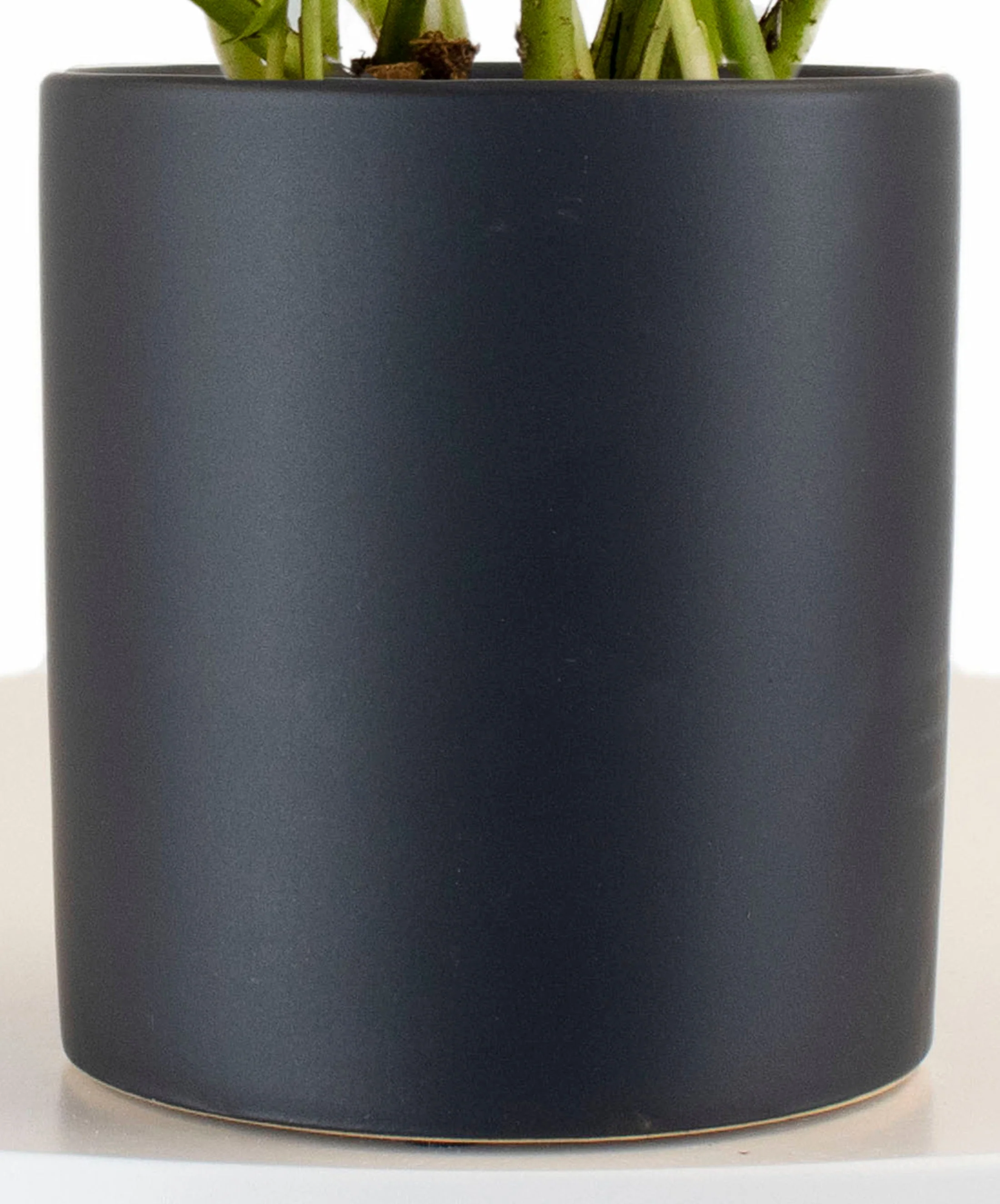 Epipremnum aureum 'Pothos' in Black Ceramic Cylinder Planter - Image 6