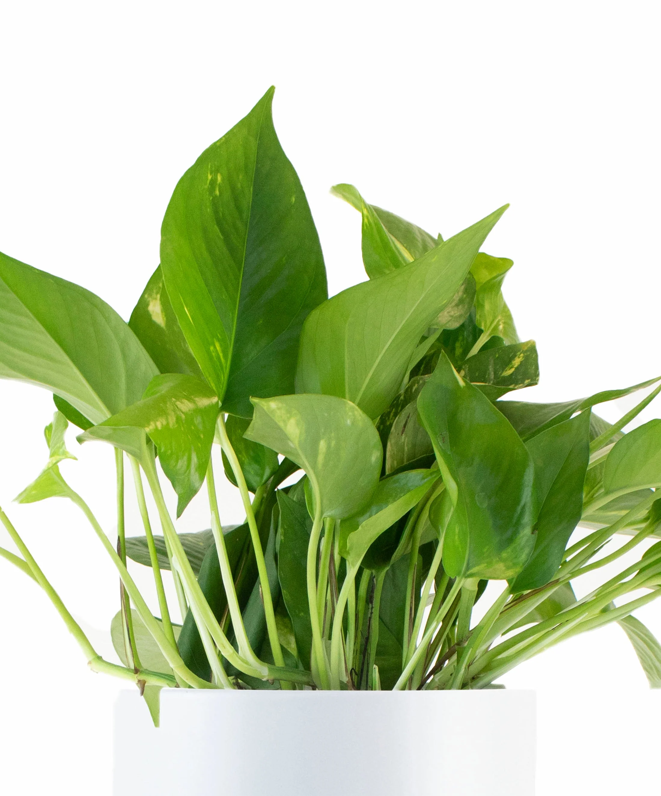 Epipremnum aureum 'Pothos' in White Ceramic Cylinder Planter - Image 2