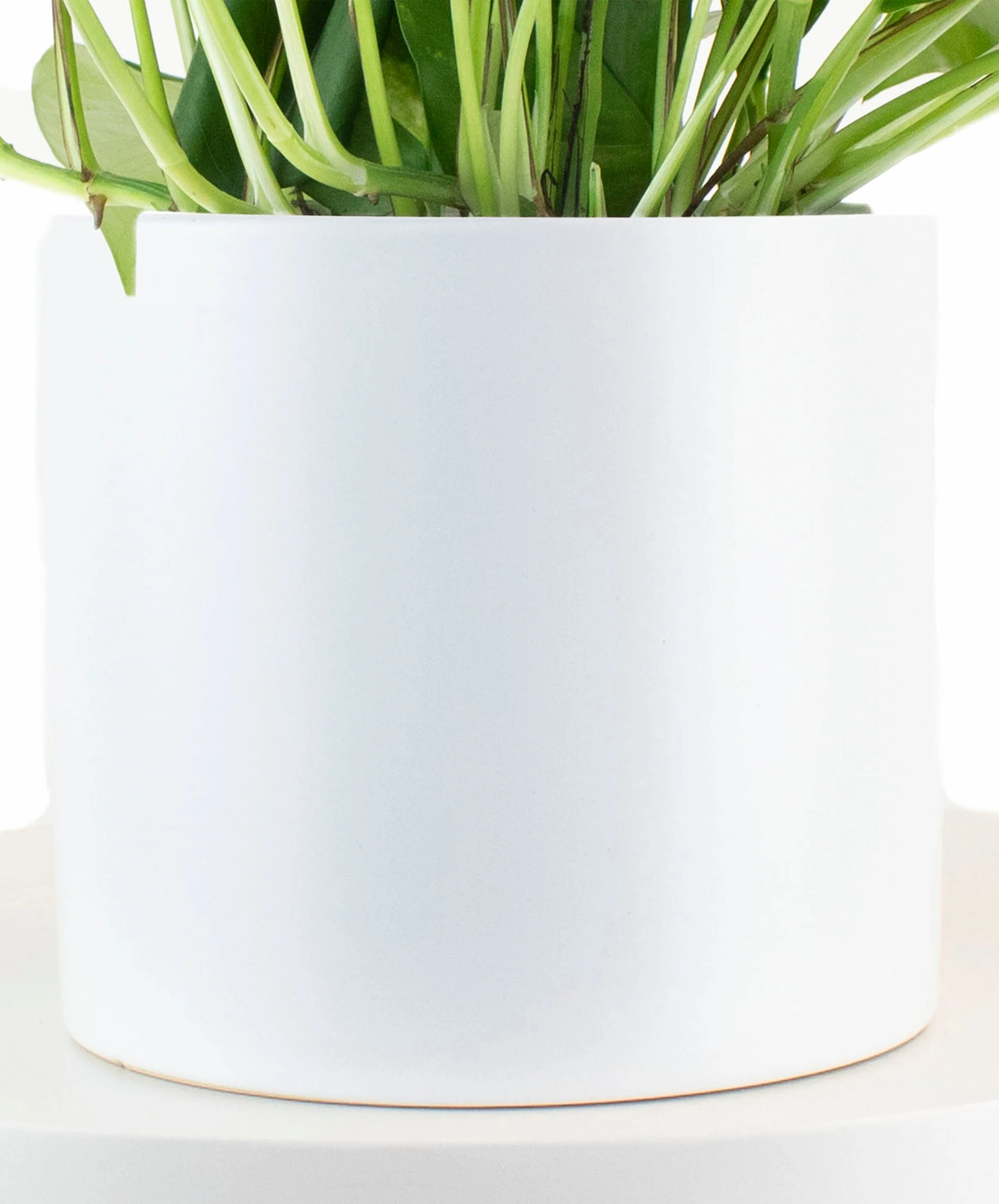 Epipremnum aureum 'Pothos' in White Ceramic Cylinder Planter - Image 3