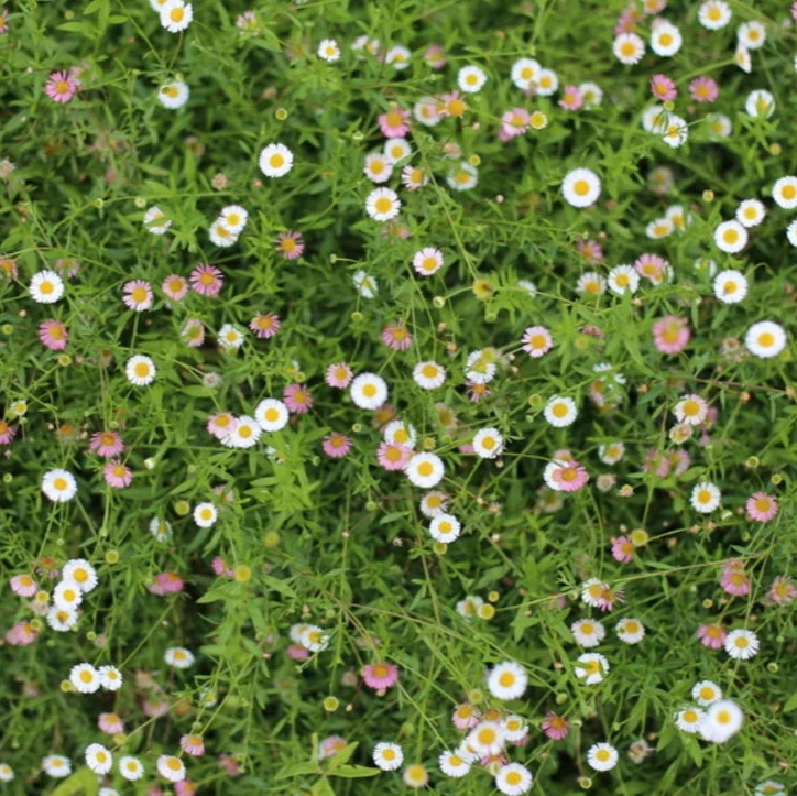 Santa Barbara 'Mexican Daisy' - Image 2