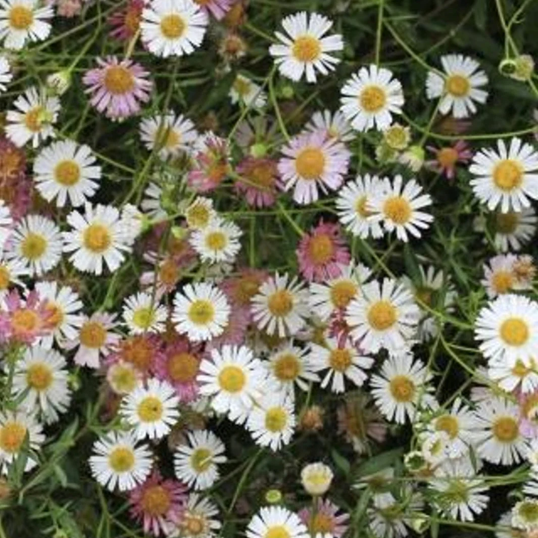 Santa Barbara 'Mexican Daisy' - Image 3