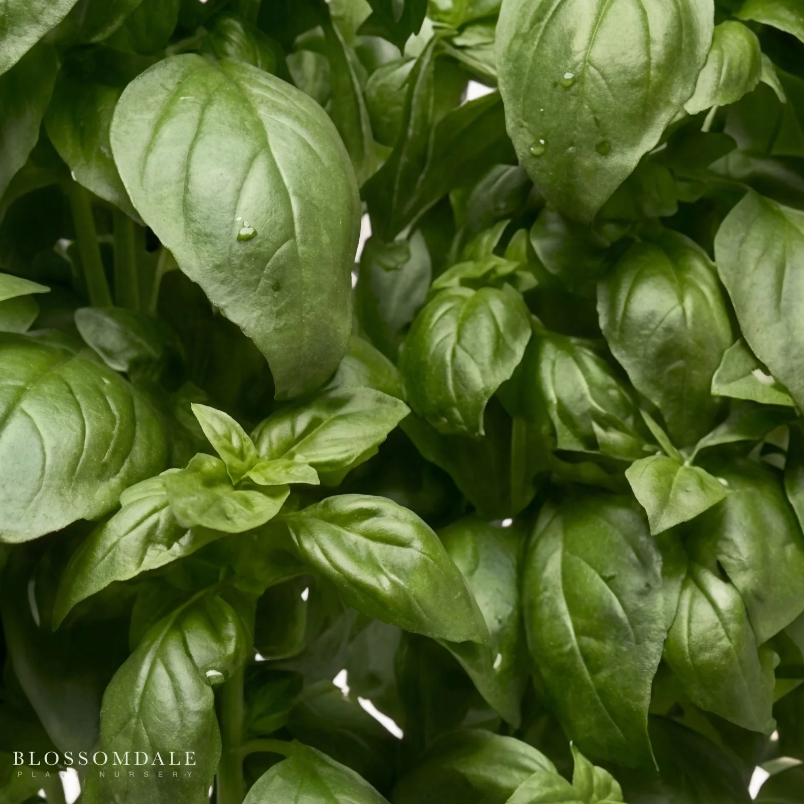 Everleaf Emerald Towers Basil Seeds - Image 2