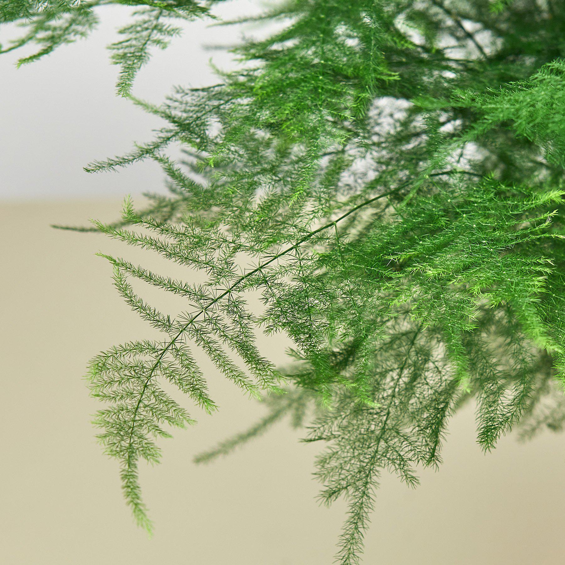 Fern 'Asparagus' - Image 2