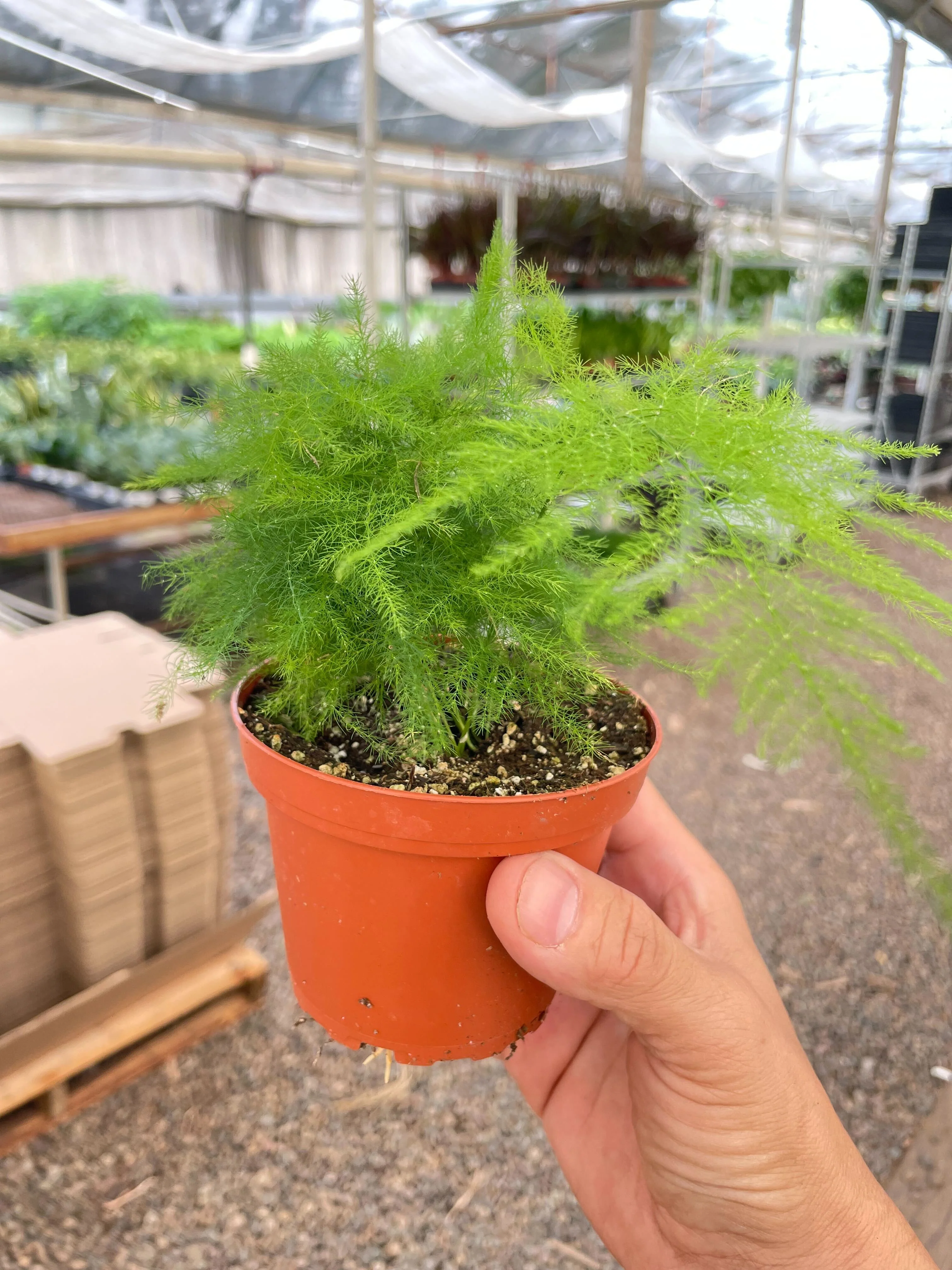 Fern 'Asparagus' - Image 7
