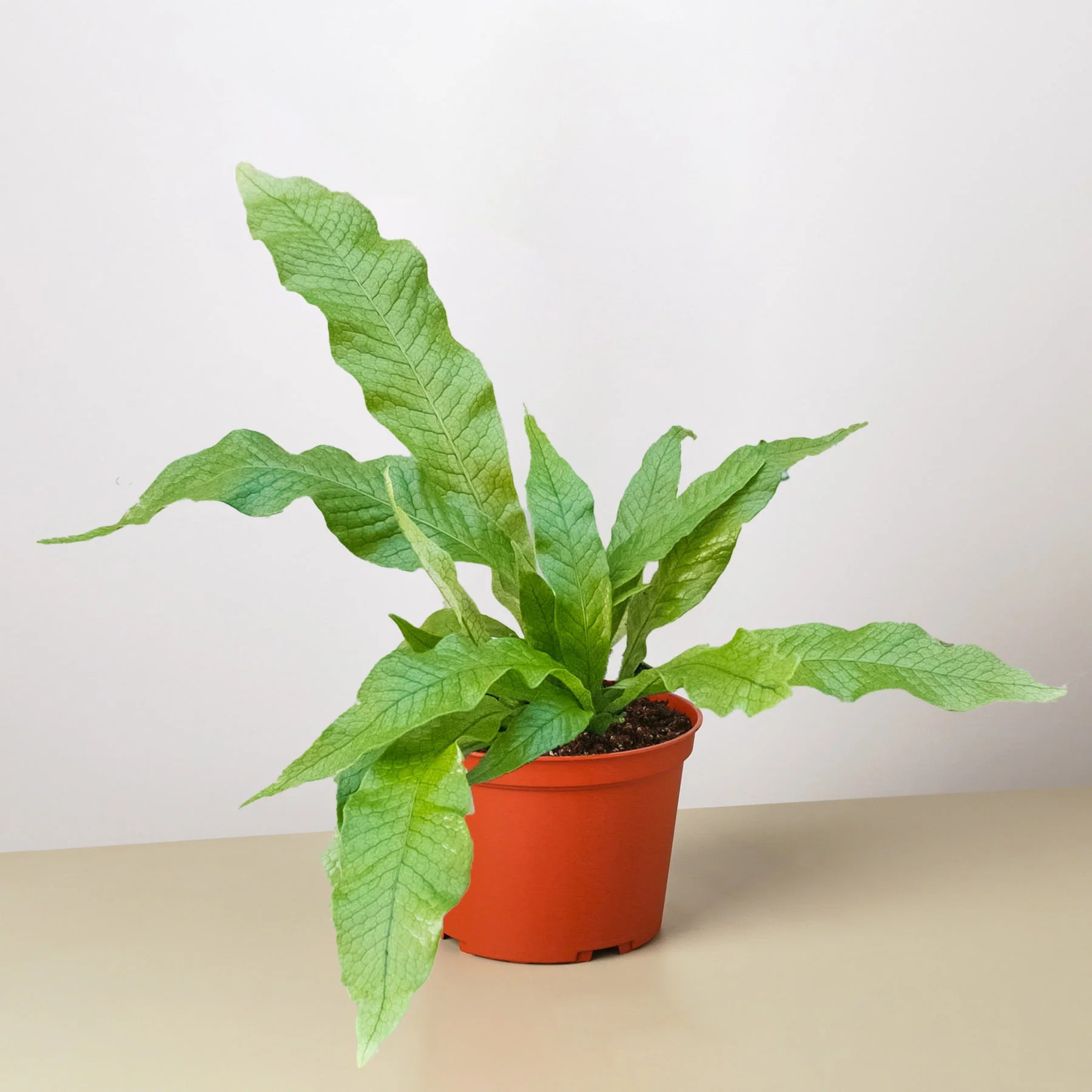 Fern 'Crocodile' - Image 7