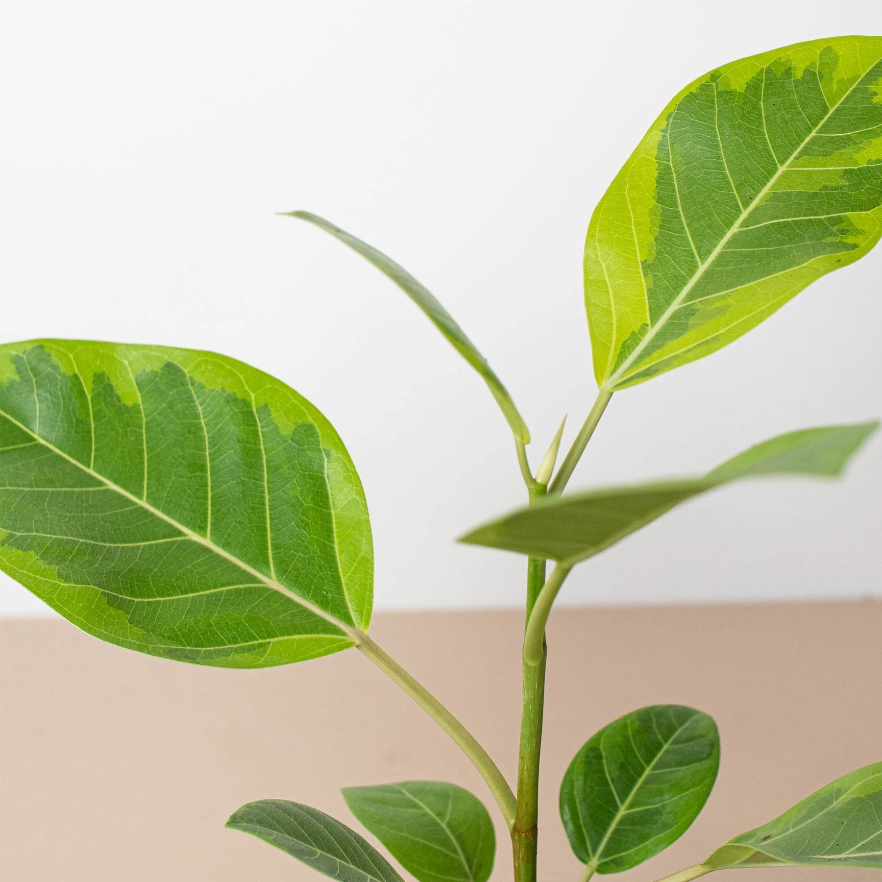 Ficus Altissima 'Yellow Gem' - Image 2