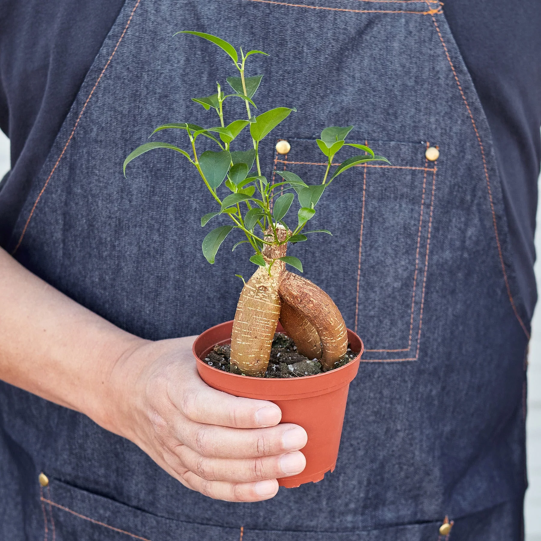 Ficus 'Ginseng' - Image 4