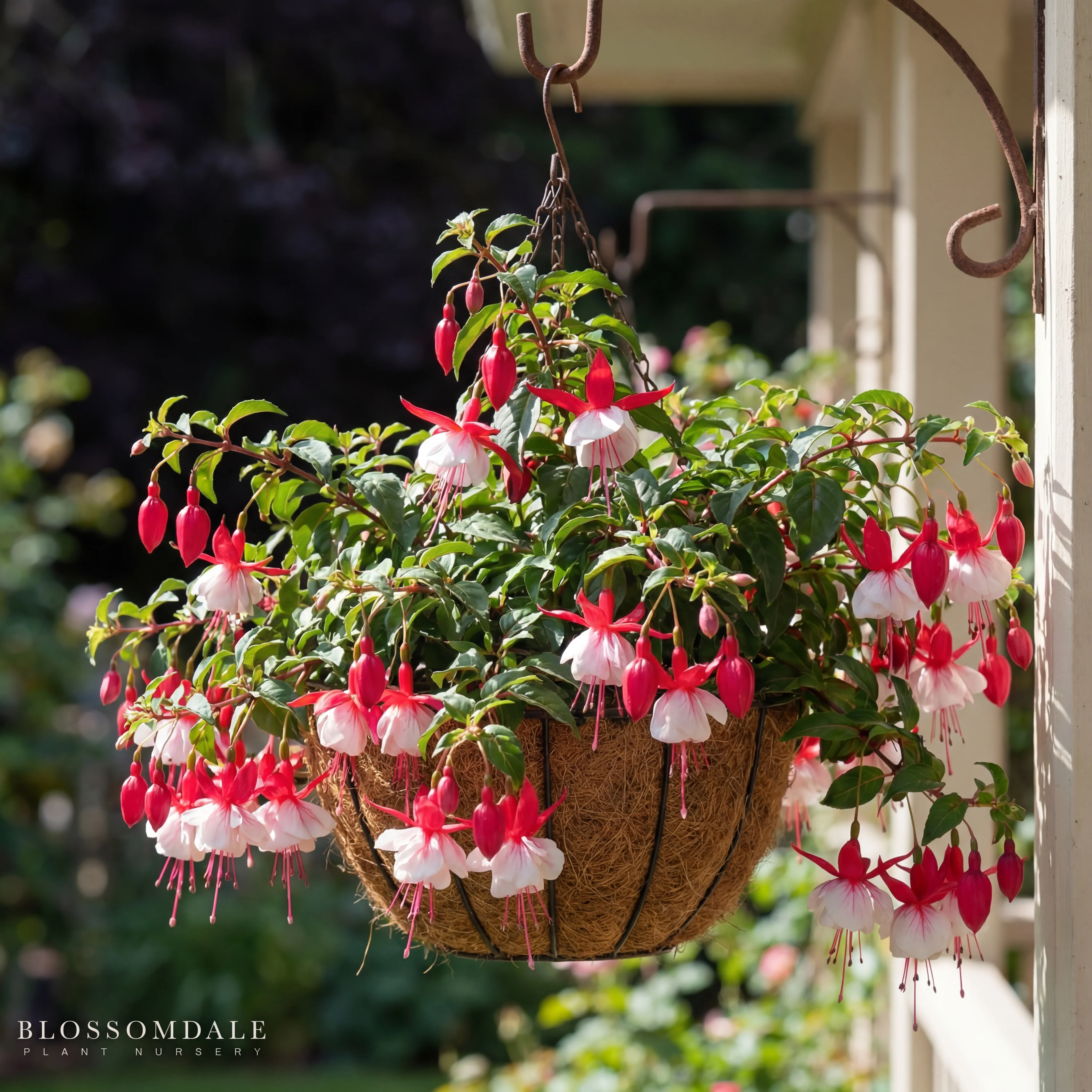 Fuchsia El Camino - Image 2