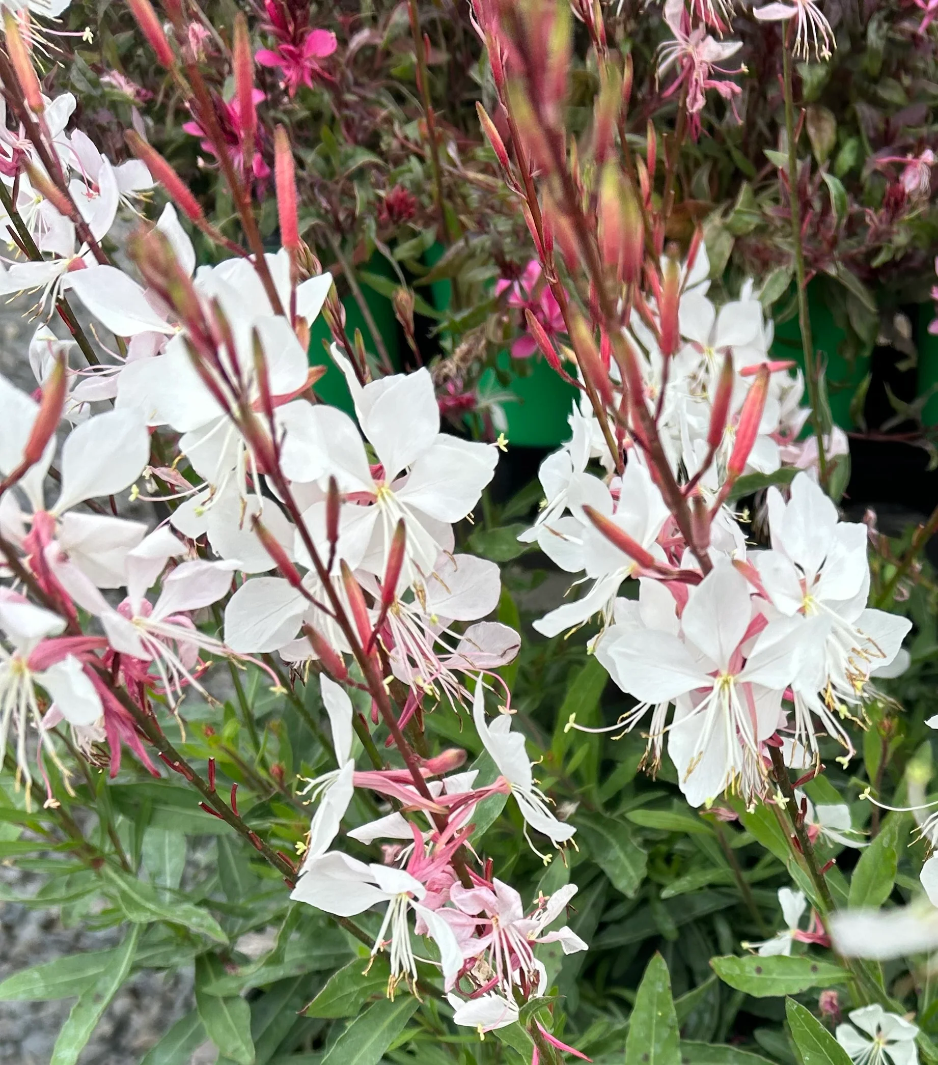 Gaura 'Whirling Butterflies' - Image 3