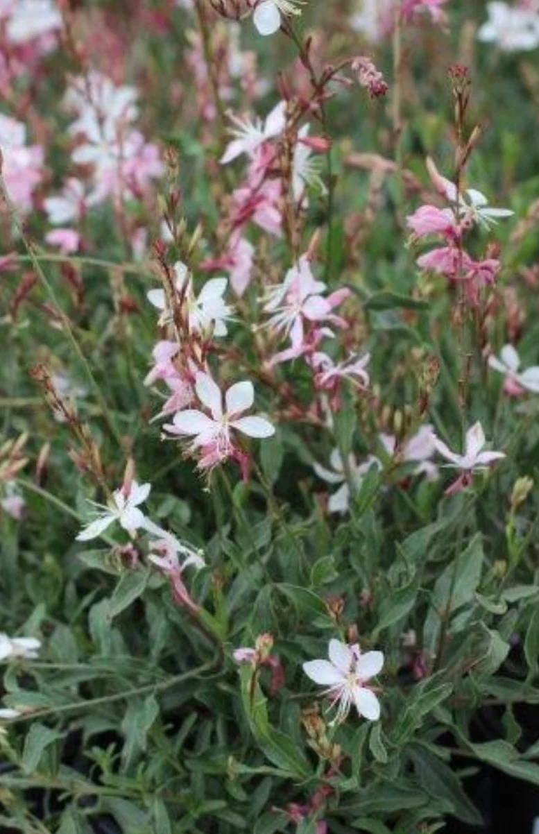 Gaura 'Whirling Butterflies' - Image 4