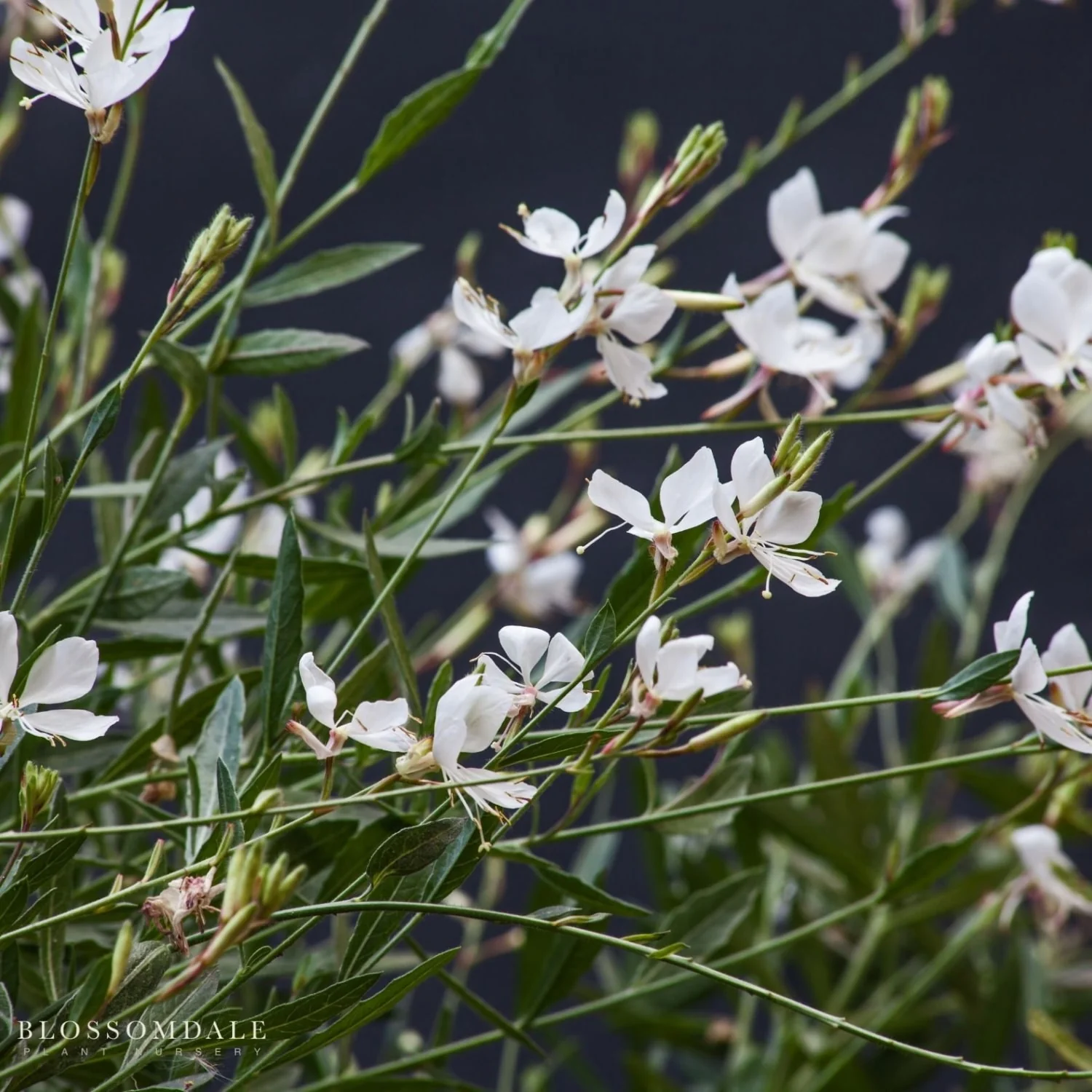 Gaura 'Steffi White' - Image 3