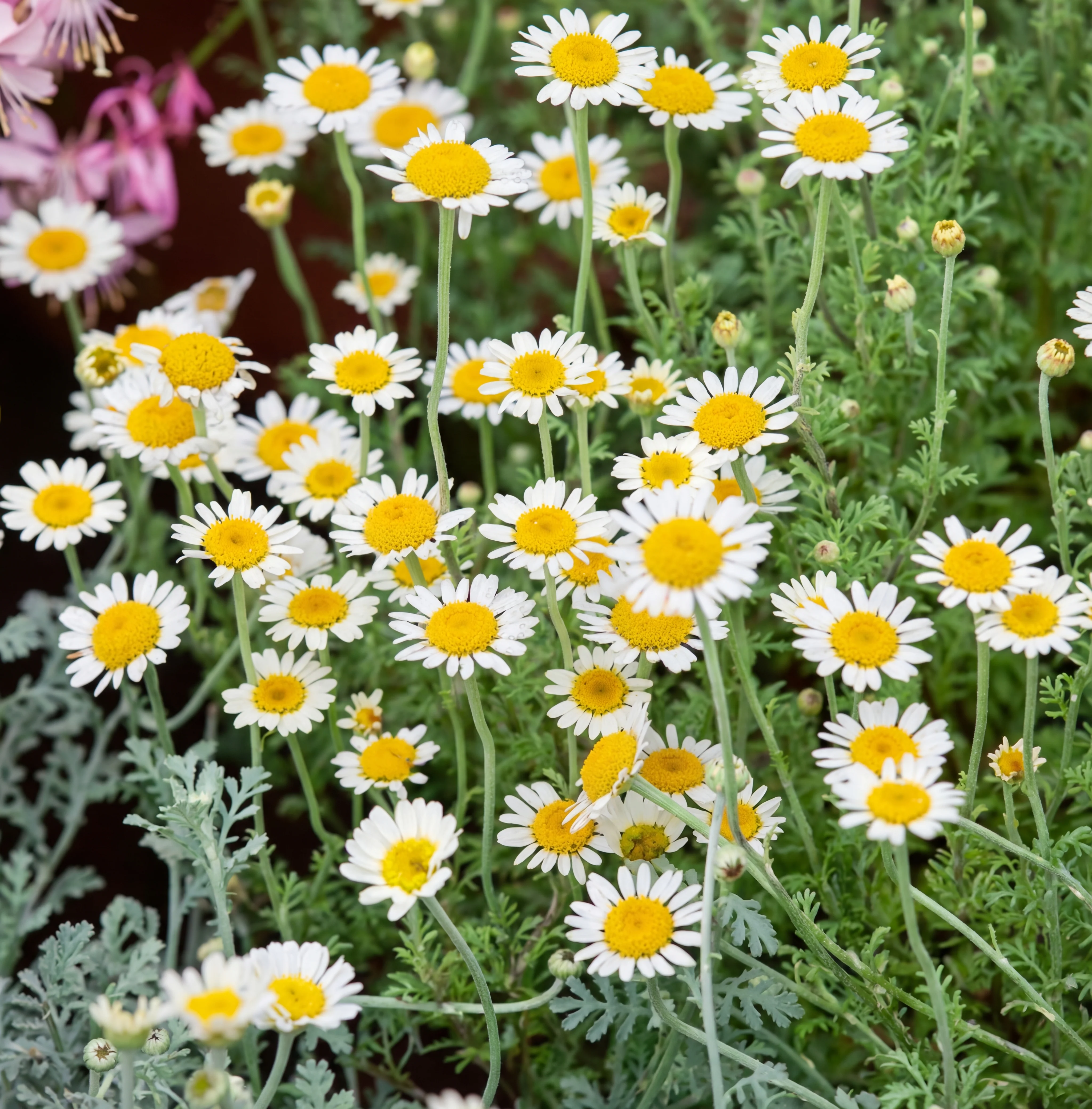 German Chamomile Seeds - Image 3