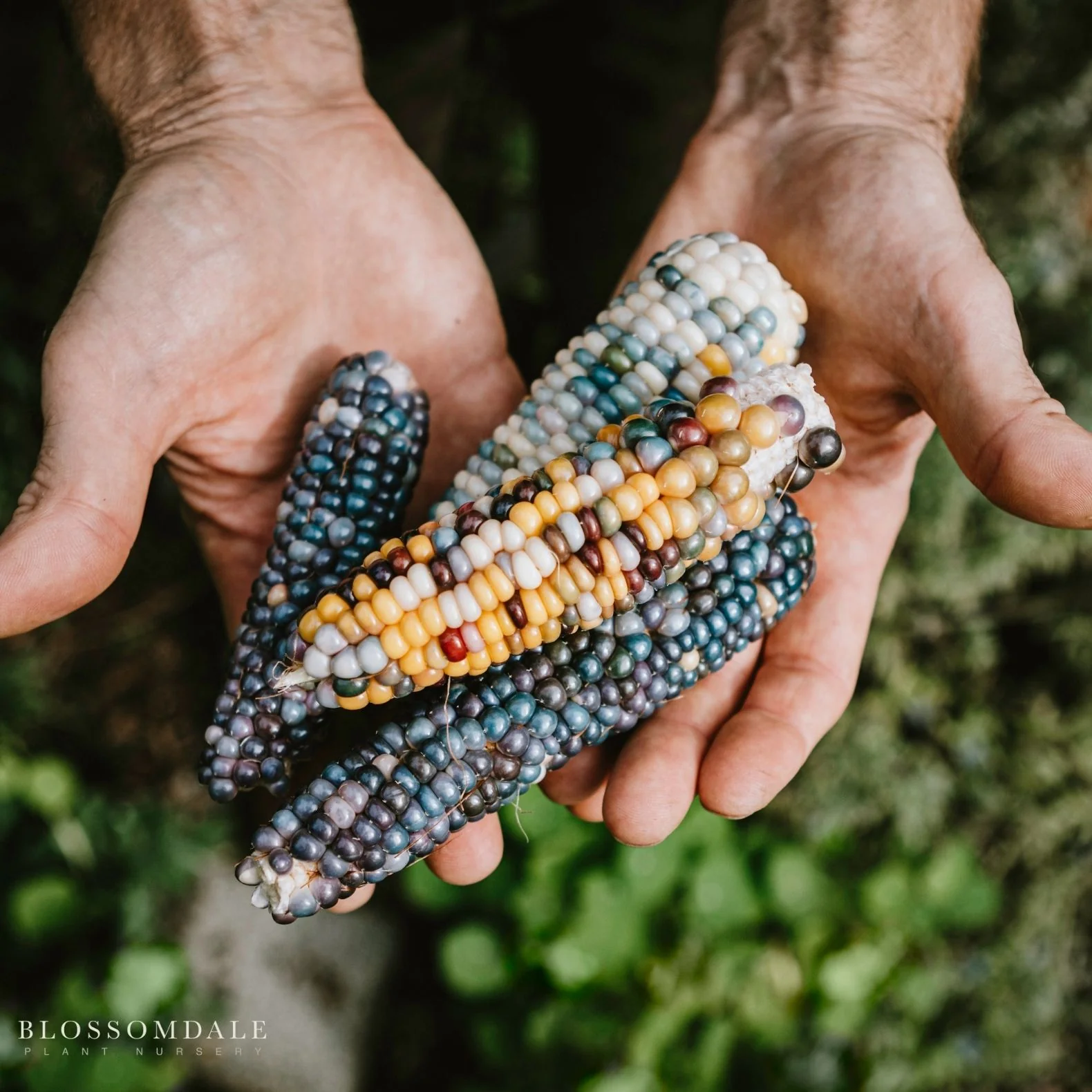 Glass Gem Corn Seeds - Image 3
