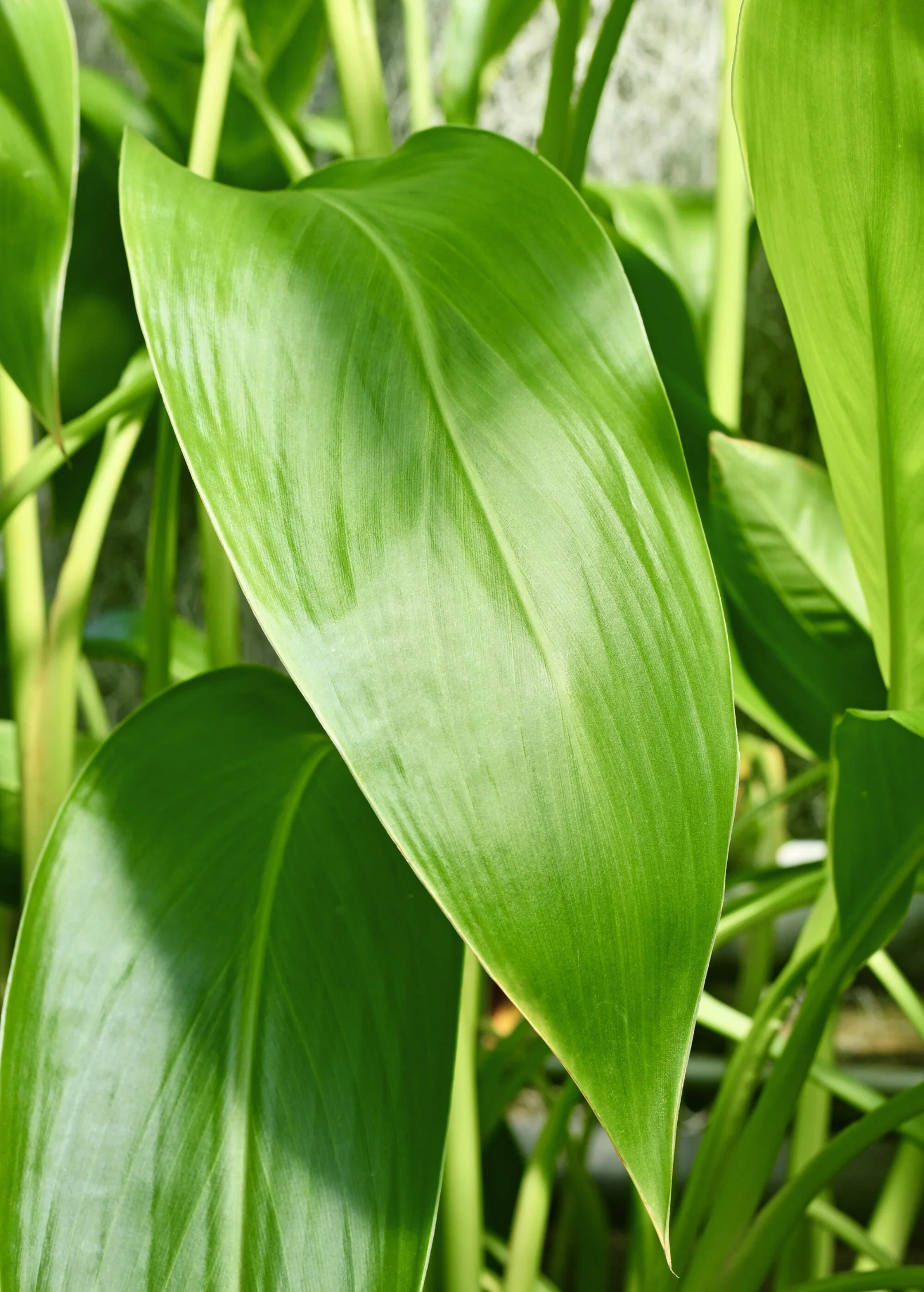 Golden Canna (Canna flaccida) - Image 3