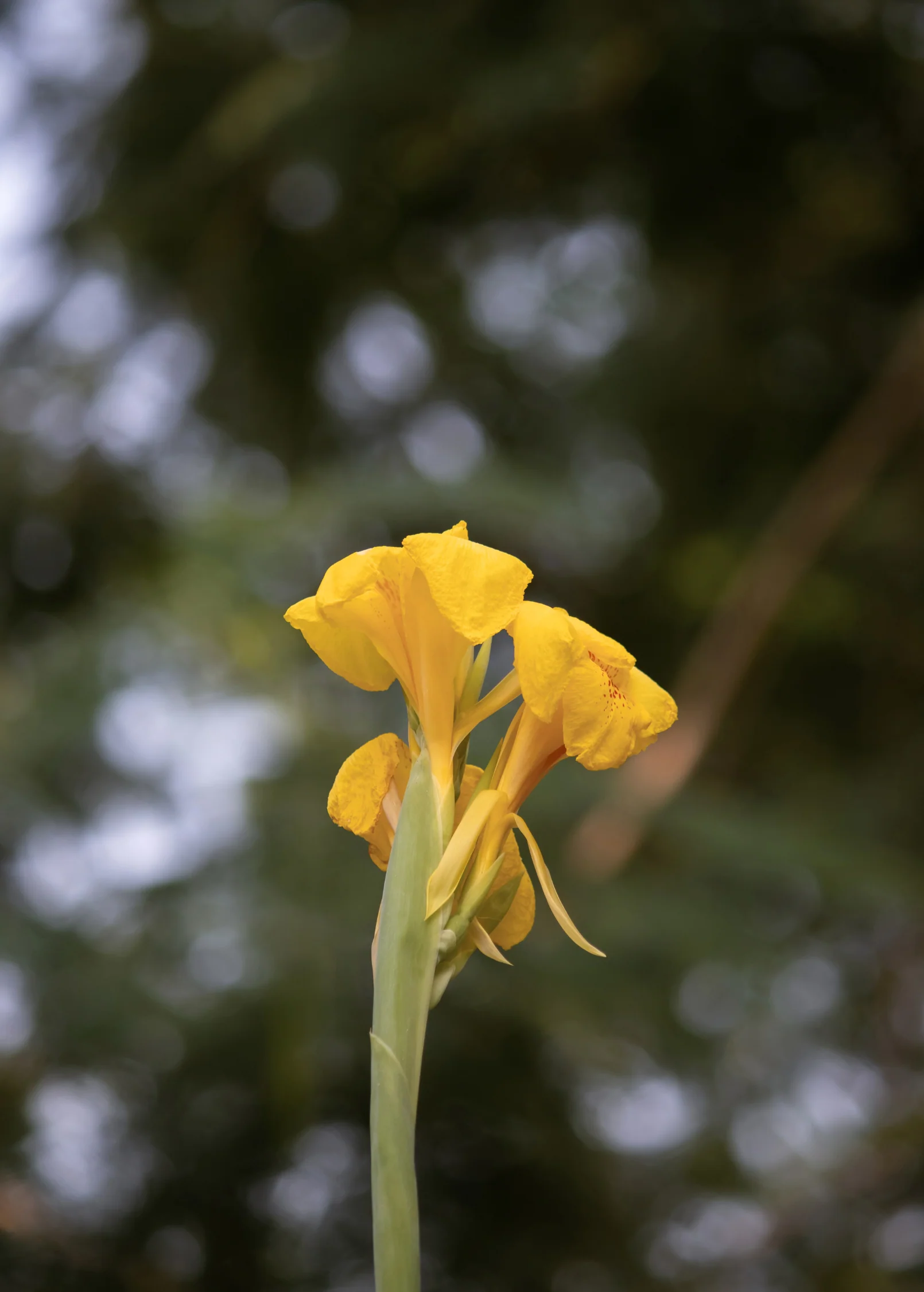 Golden Canna (Canna flaccida) - Image 4