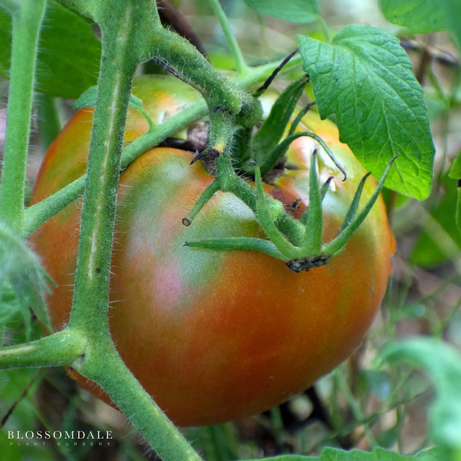 Heirloom Marriage Cherokee Carbon Tomato Seeds - Image 2