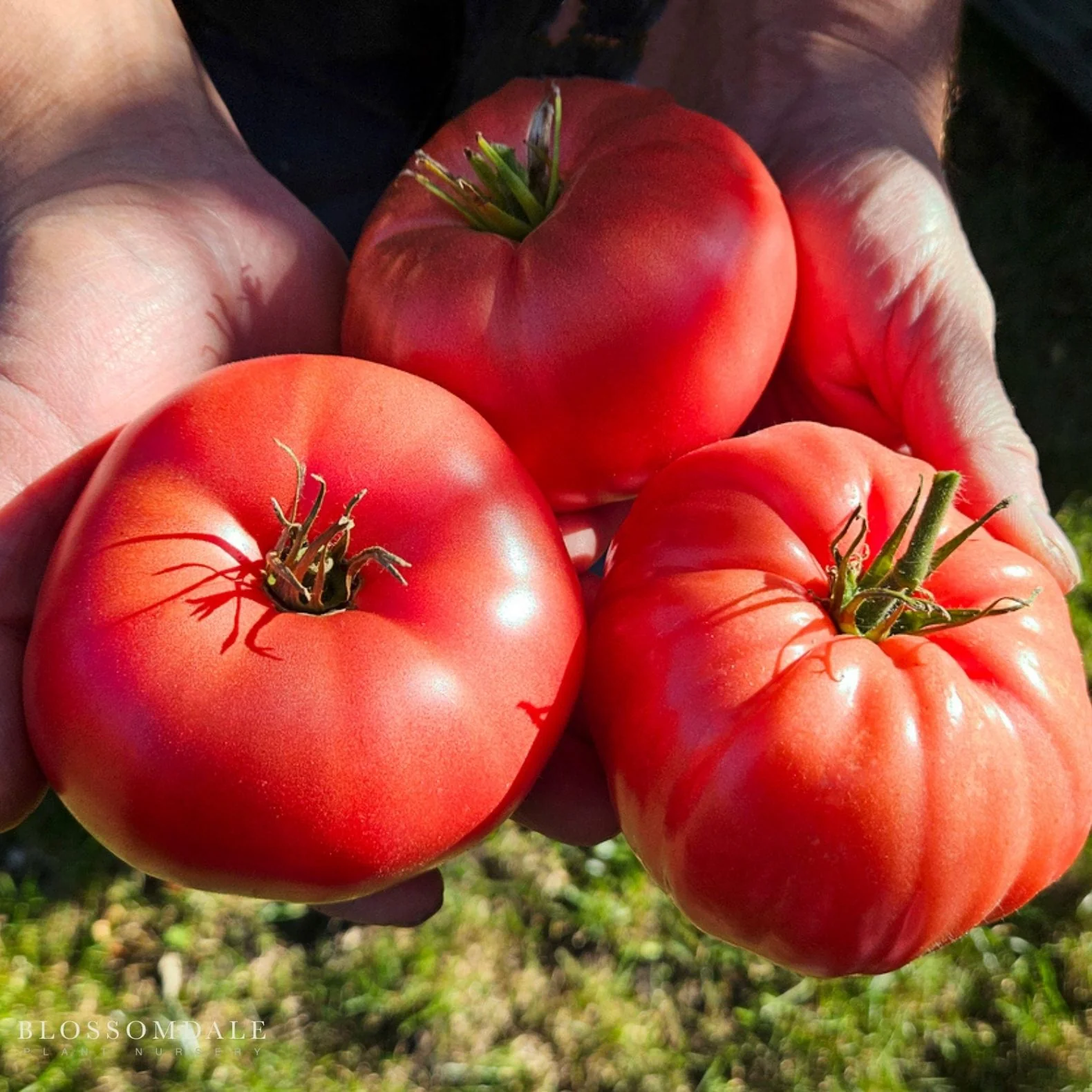 Heirloom Marriage Genuwine Tomato Seeds - Image 2
