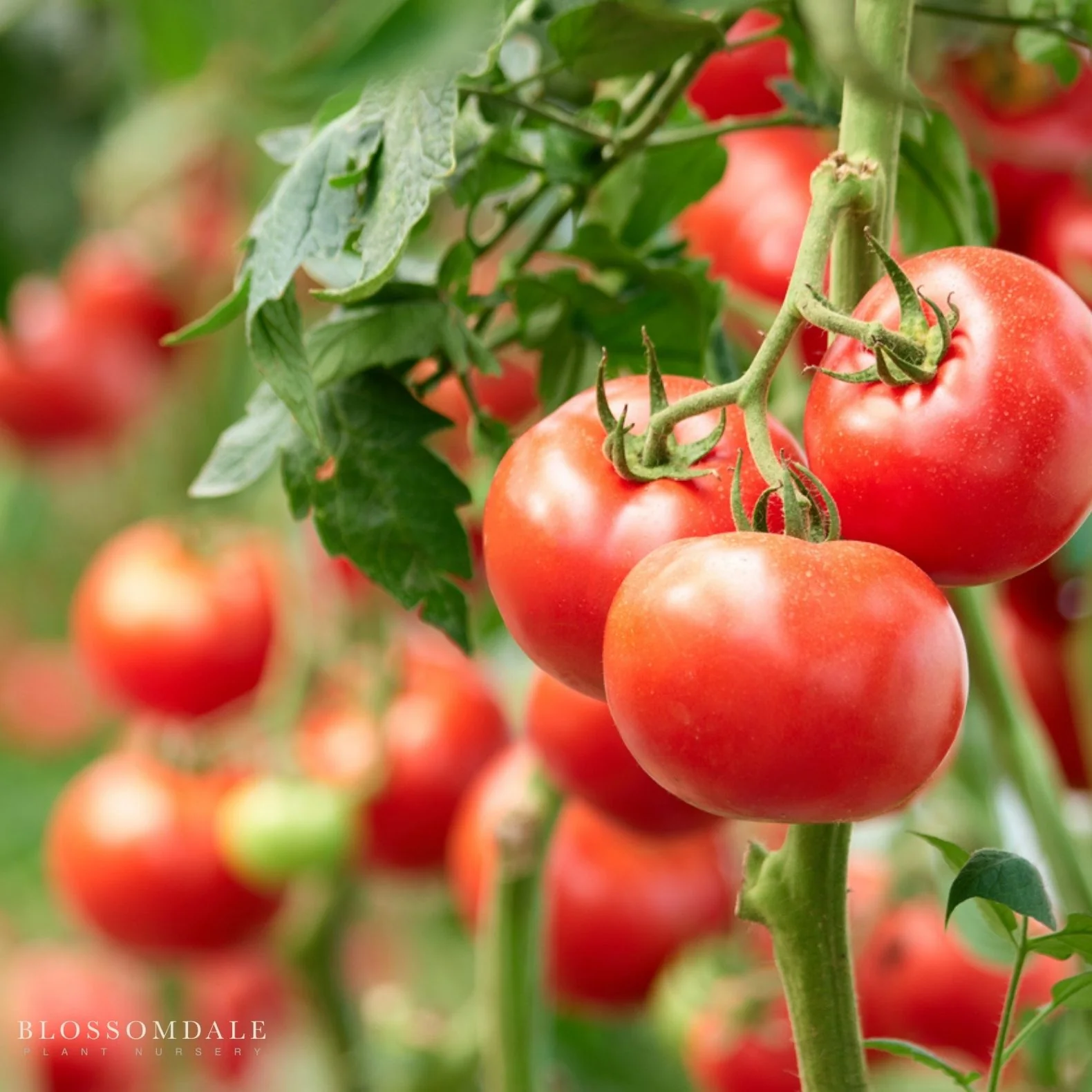Homeslice Tomato Seeds - Image 2