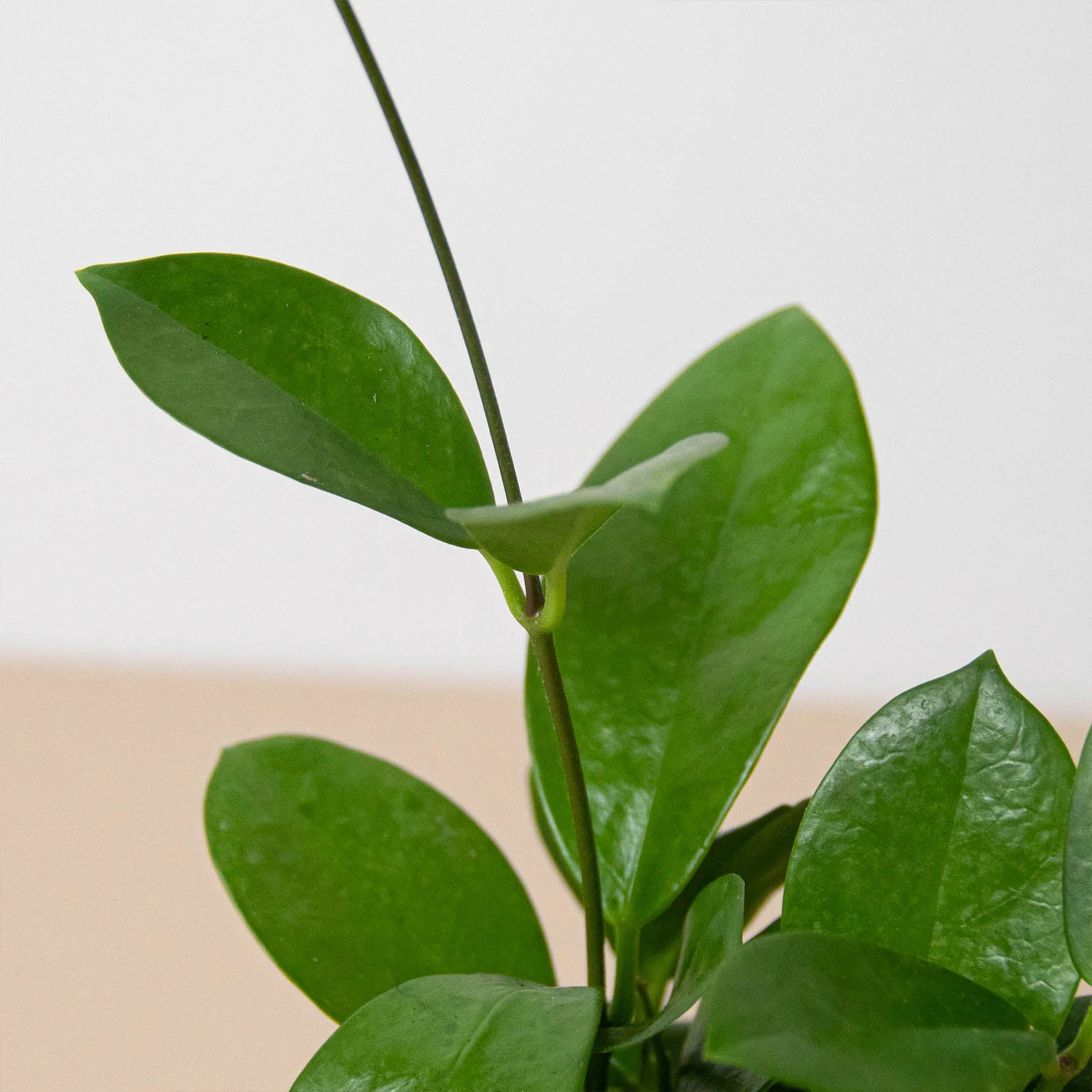 Hoya 'Australis' - Image 2