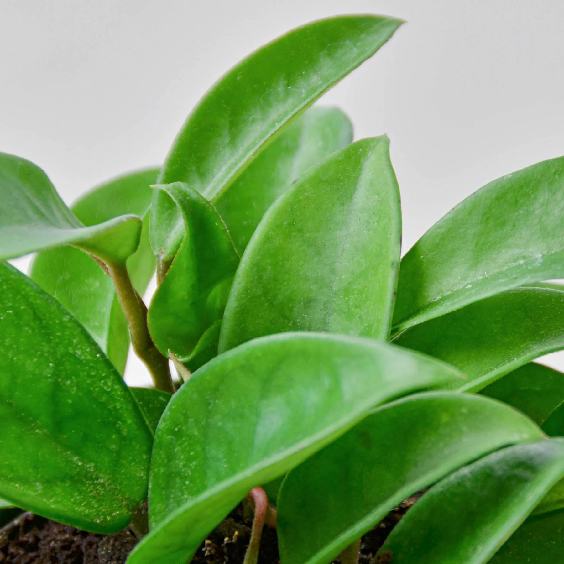 Hoya Carnosa - Image 2