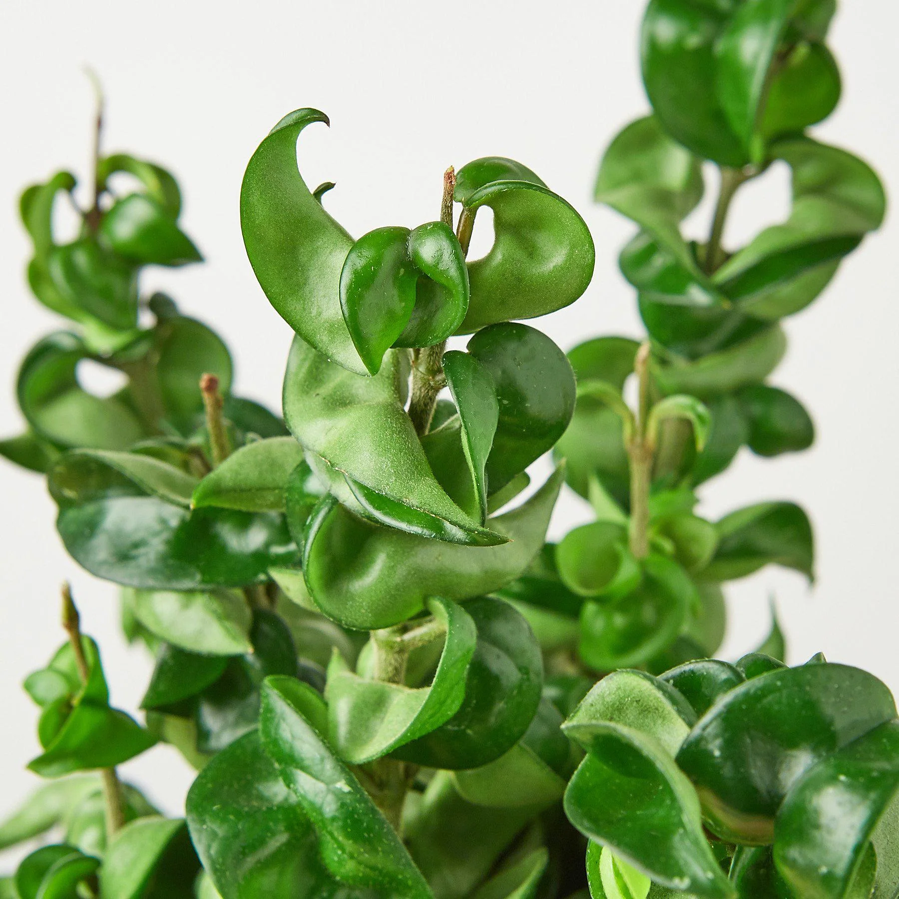 Hoya Rope Plant - Image 2
