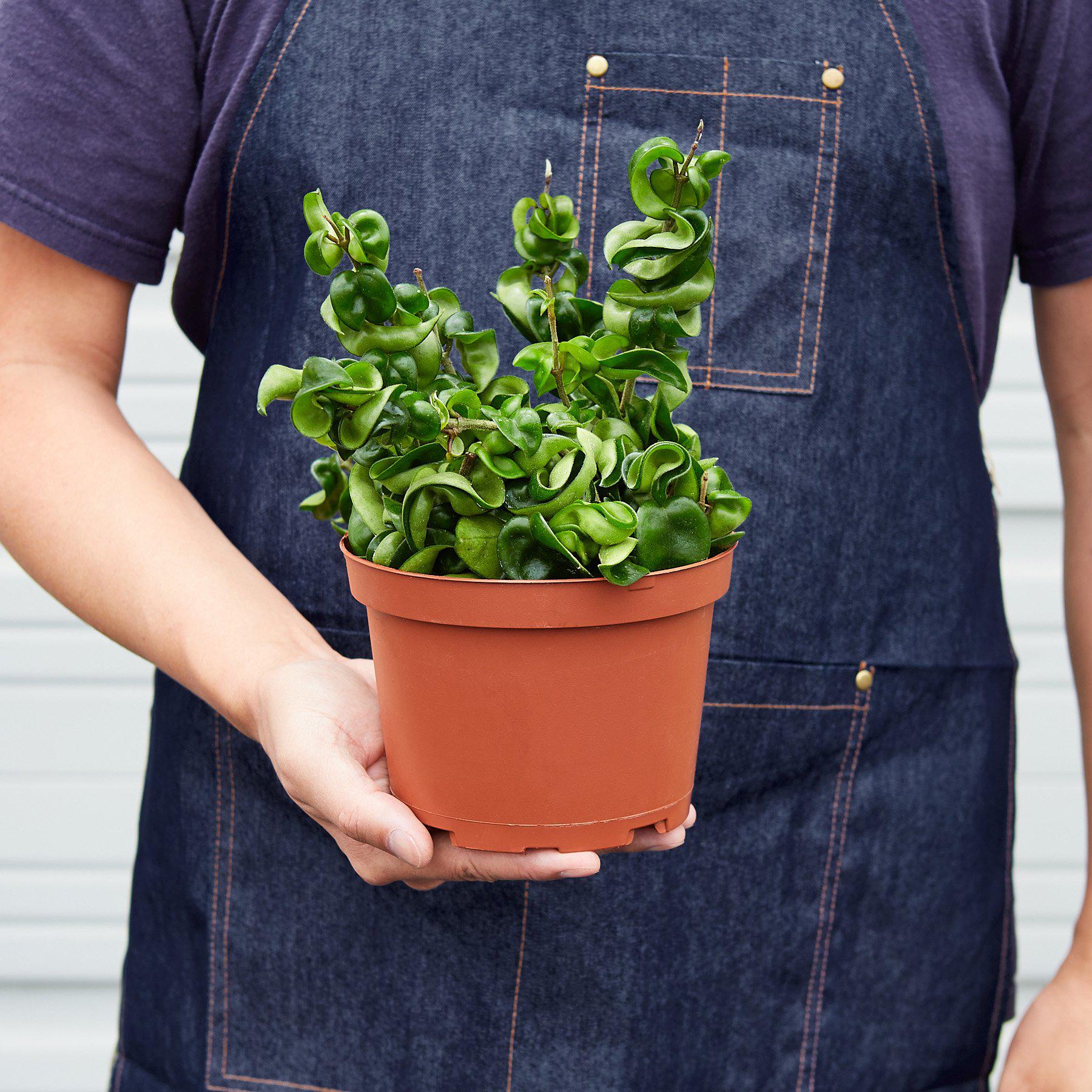 Hoya Rope Plant - Image 3
