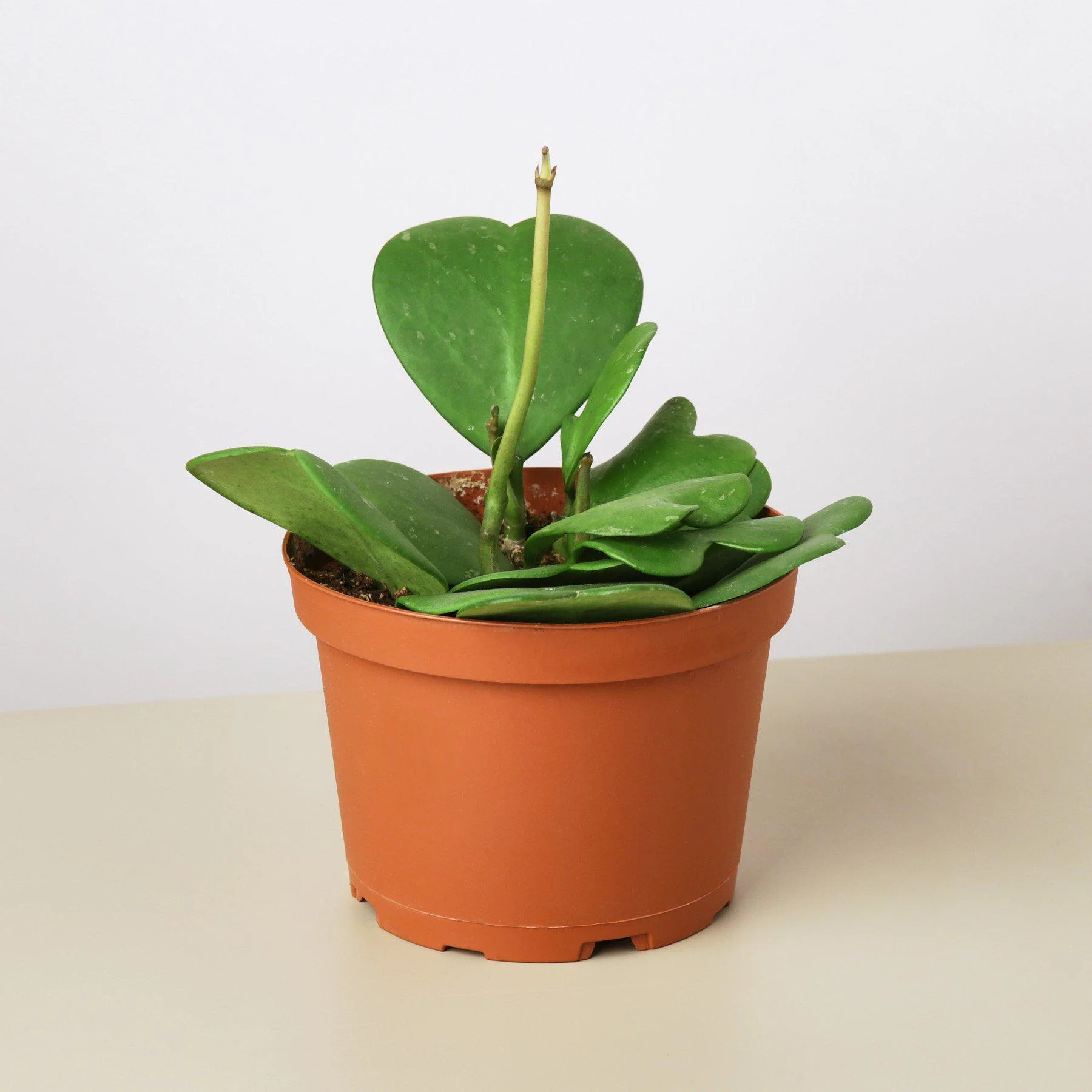 Hoya 'Sweetheart' - Image 4