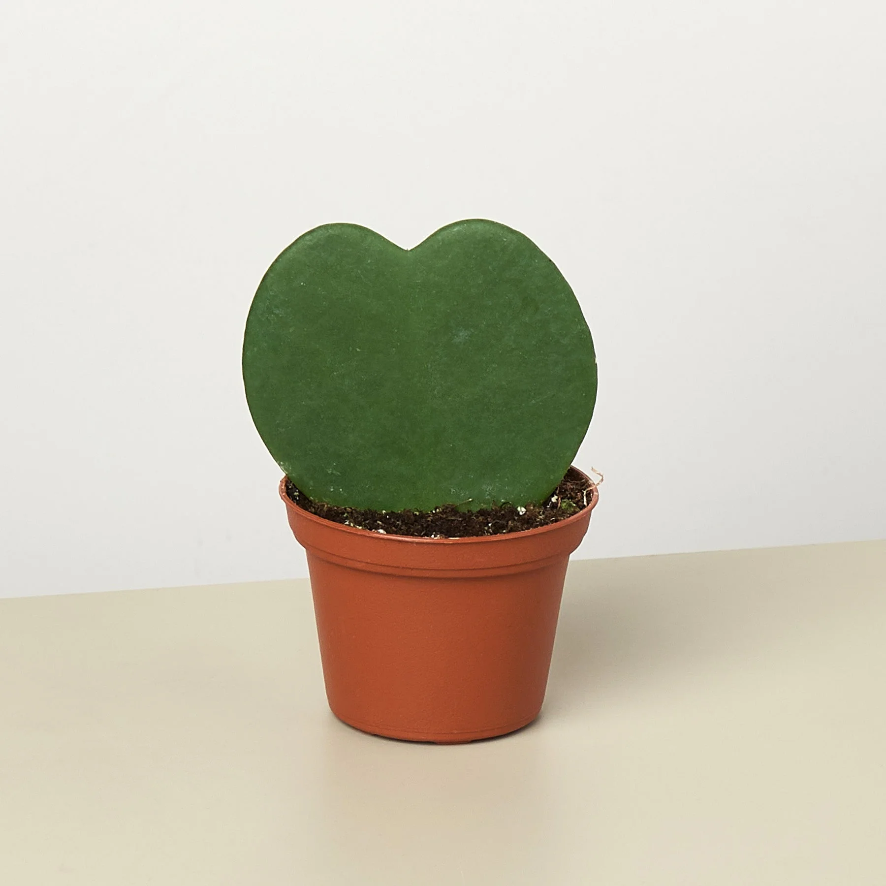 Hoya 'Sweetheart' - Image 7