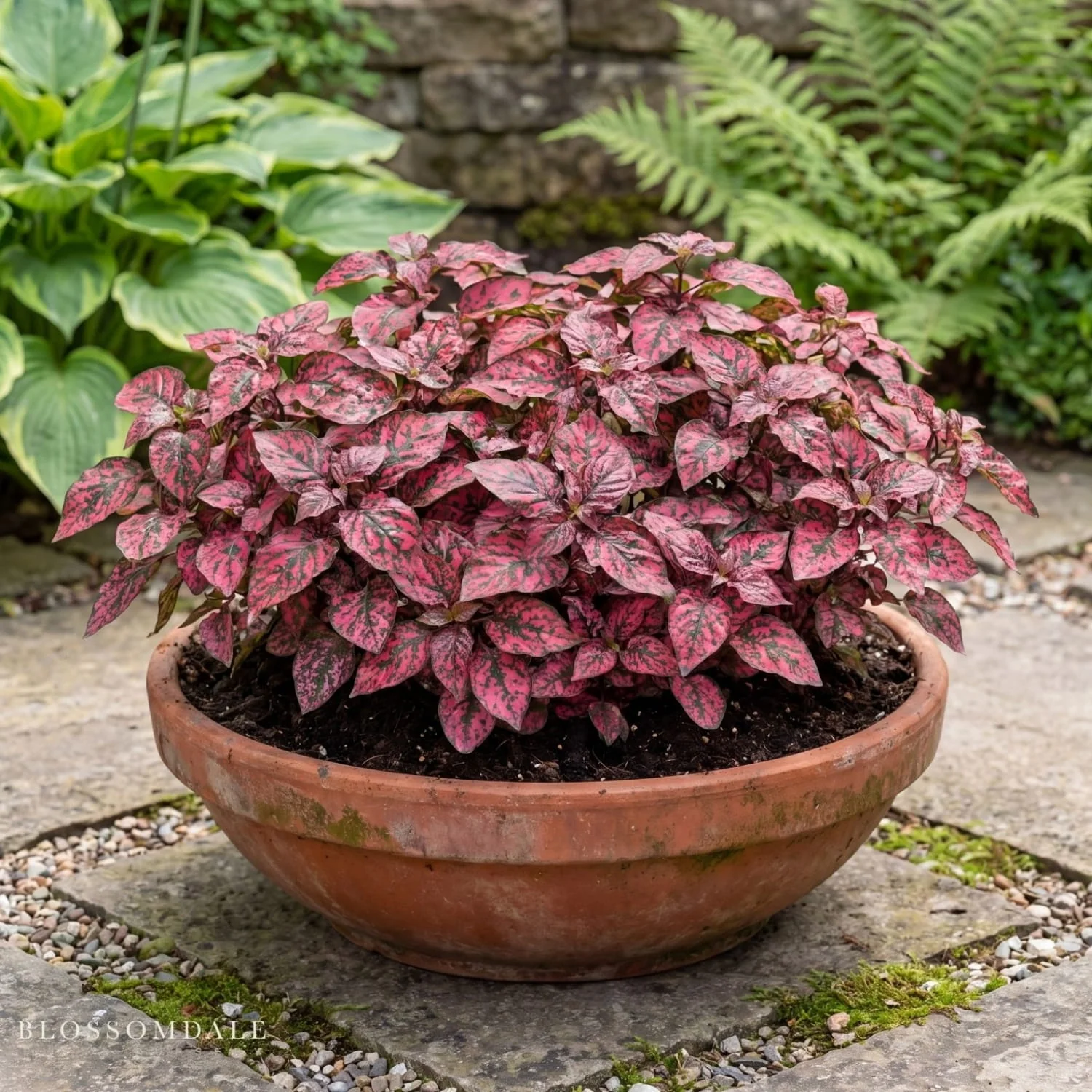 Hypoestes 'Lotty Dotty Red' - Image 2