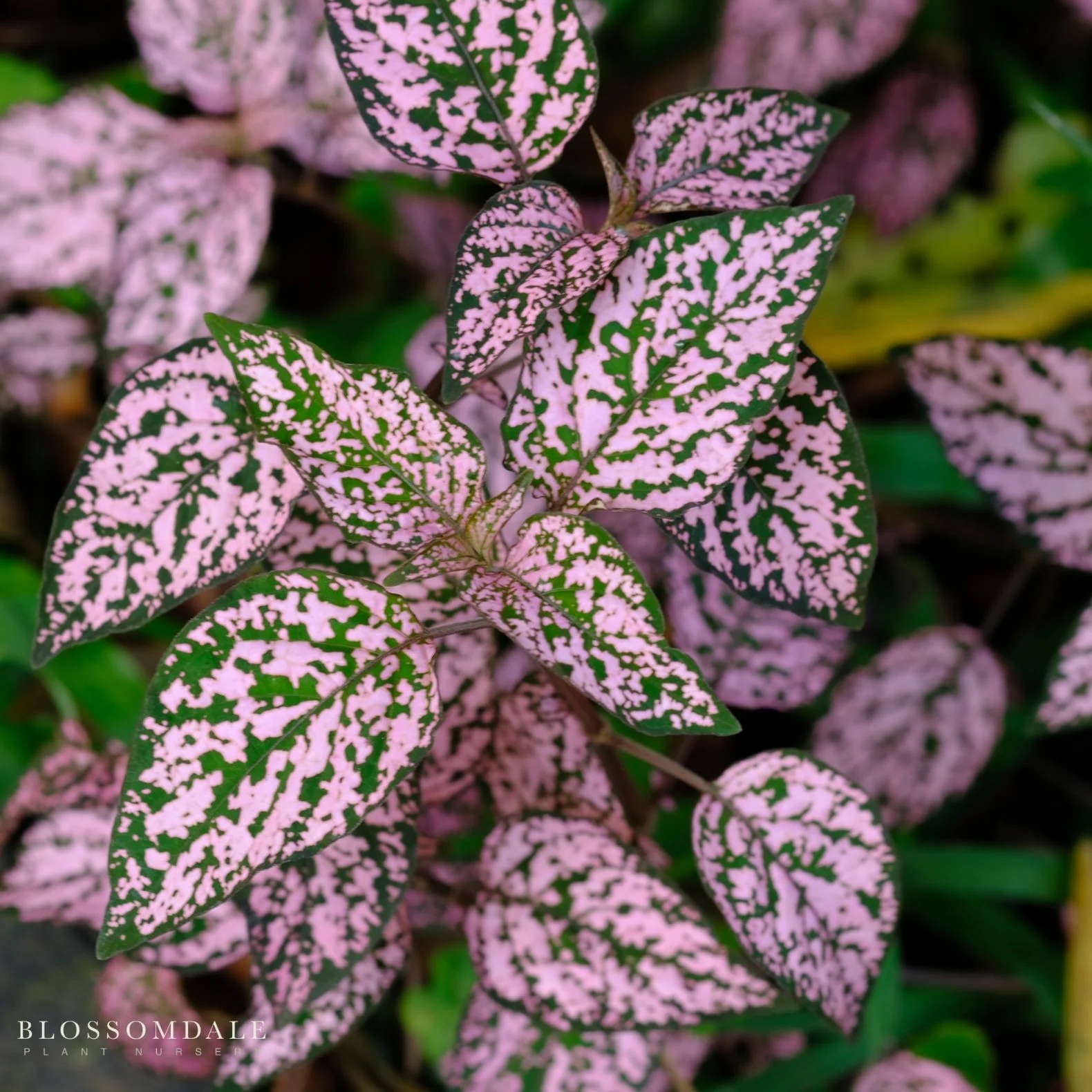 Polka Dot Plant 'Splash Select Pink' - Image 3