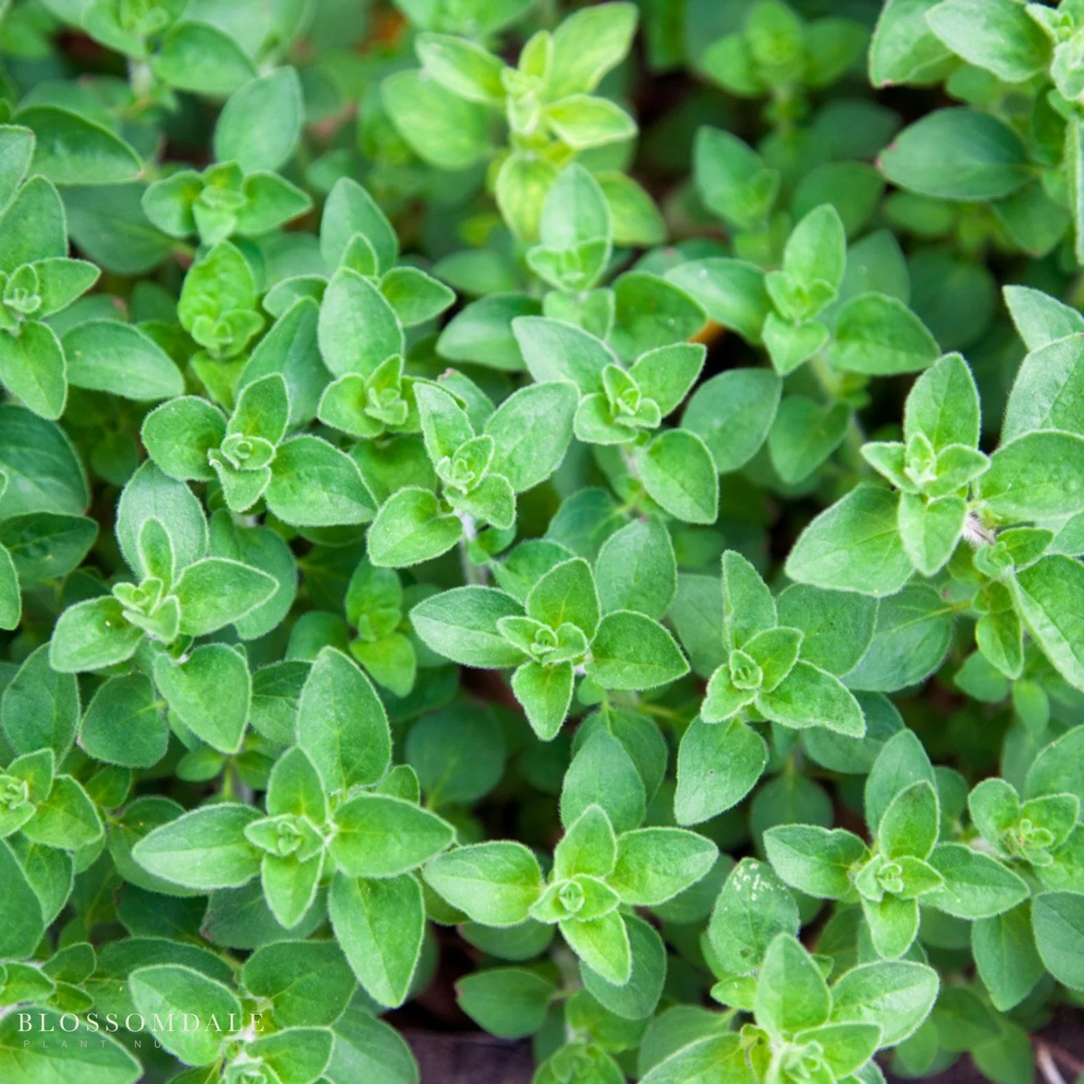 Italian Oregano Seeds - Image 2