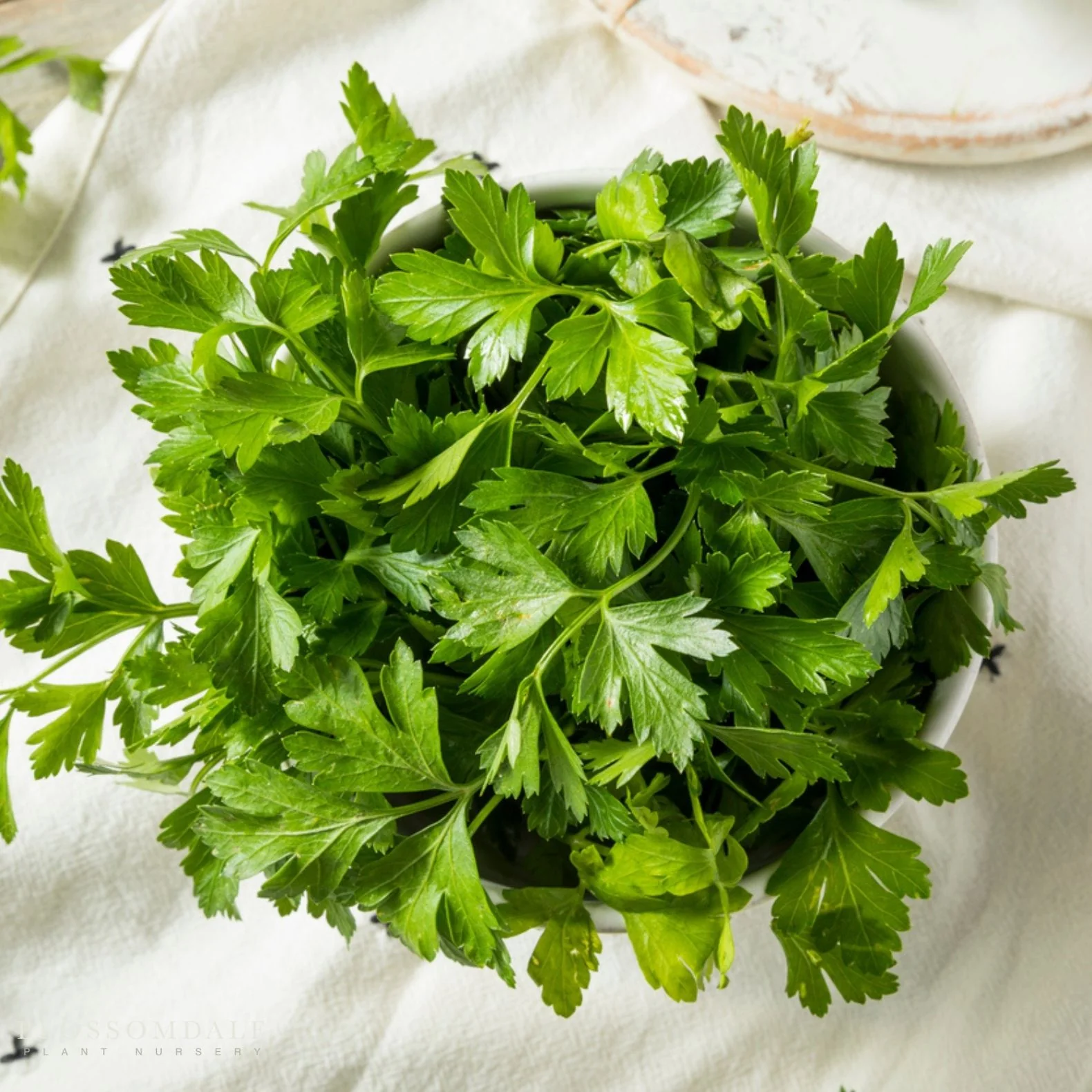 Italian Parsley Seeds - Image 2