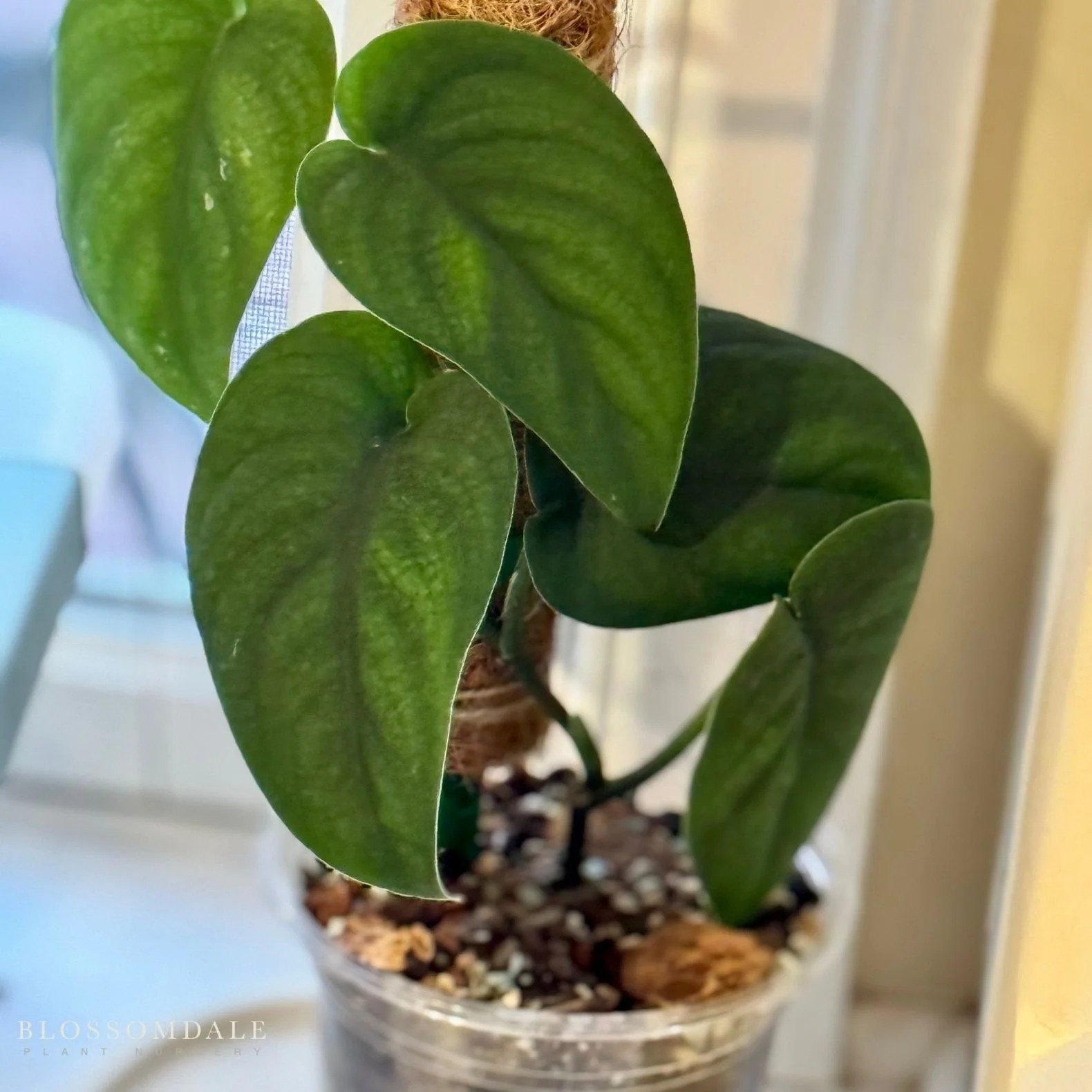 Jade Scindapsus